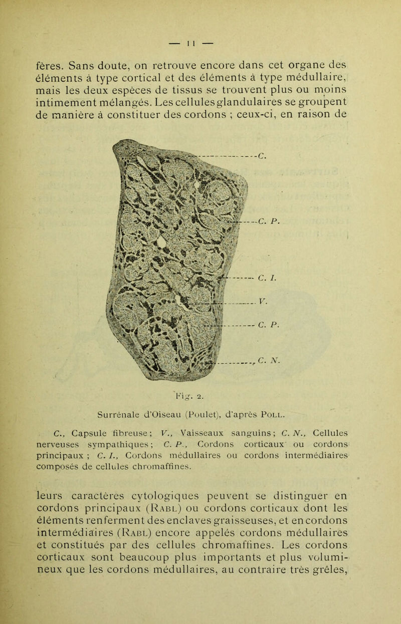 éléments à type cortical et des éléments à type médullaire, mais les deux espèces de tissus se trouvent plus ou nyoins intimement mélangés. Les cellulesglandulaires se groupent de manière à constituer des cordons ; ceux-ci, en raison de C., Capsule fibreuse; V., Vaisseaux sang-uins; C. N., Cellules nerveuses sympathiques; C. P., Cordons corticaux ou cordons principaux ; C. L, Cordons médullaires ou cordons intermédiaires composés de cellules chromaffines. leurs caractères cytologiques peuvent se distinguer en cordons principaux (Rabl) ou cordons corticaux dont les éléments renferment des enclaves graisseuses, et en cordons intermédiaires (Rabl) encore appelés cordons médullaires et constitués par des cellules chromaffines. Les cordons corticaux sont beaucoup plus importants et plus volumi- neux que les cordons médullaires, au contraire très grêles,