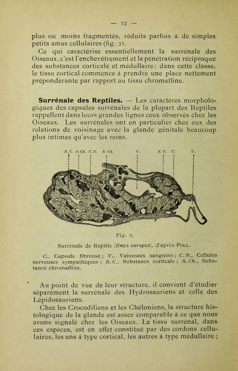 plus ou moins fragmentés, réduits parfois à de simples petits amas cellulaires (fig. 2). Ce qui caractérise essentiellement la surrénale des Oiseaux, c’est l’enchevêtrement et la pénétration réciproque des substances corticale et médullaire; dans cette classe, le tissu cortical commence à prendre une place nettement prépondérante par rapport au tissu chromaffine. Surrénale des Reptiles. — Les caractères morpholo- giques des capsules surrénales de la plupart des Reptiles rappellent dans leurs grandes lignes ceux observés chez les Oiseaux. Les surrénales ont en particulier chez eux des relations de voisinage avec la glande génitale beaucoup plus intimes qu’avec les reins. S.C. s.Ch. C.X. S. Ch. r. S.C. C. V. Fig-. 3. Surrénale de Reptile {Emys europea), d'après Poll. C., Capsule fibreuse; V.. Vaisseaux sang-uins ; C.N., Cellules nerveuses sympathiques ; S. C., Substance corticale ; S. Ch., Subs- tance chromaffine. Au point de vue de leur structure, il convient d’étudier séparément la surrénale des Hydrosauriens et celle des Lépidosauriens. Chez les Crocodiliens et les Chéloniens, la structure his- tologique de la glande est assez comparable à ce que nous avons signalé chez les Oiseaux. Le tissu surrénal, dans ces espèces, est en effet constitué par des cordons cellu- laires, les uns à type cortical, les autres à type médullaire ;