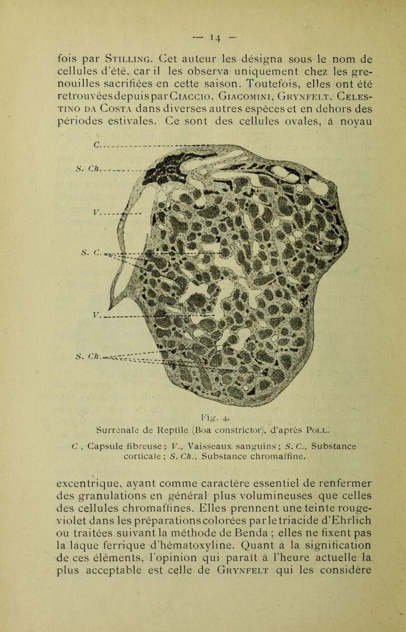 fois par Stilling. Cet auteur les désigna sous le nom de cellules d’été, car il les observa uniquement chez les gre- nouilles sacrifiées en cette saison. Toutefois, elles ont été retrouvéesdepuisparCiACCio, Giacomim, Grynfelt, Celes- TiNO DA Costa dans diverses autres espèces et en dehors des périodes estivales. Ce sont des cellules ovales, à noyau l’iy. 4. Surrénale de Reptile (Boa constrictor), d'après Poll. C , Capsule fibreuse; V., Vaisseaux sanguins ; S.C., Substance corticale; S. Ch., Substance chromai'fine. excentrique, ayant comme caractère essentiel de renfermer des granulations en général plus volumineuses que celles des cellules chromafhnes. Elles prennent une teinte rouge- violet dans les préparationscolorées parletriacide d’Ehrlich ou traitées suivant la méthode de Benda ; elles ne fixent pas la laque ferrique d’hématoxyline. Quant à la signification de ces éléments, l’opinion qui paraît à l’heure actuelle la plus acceptable est celle de Grynfelt qui les considère