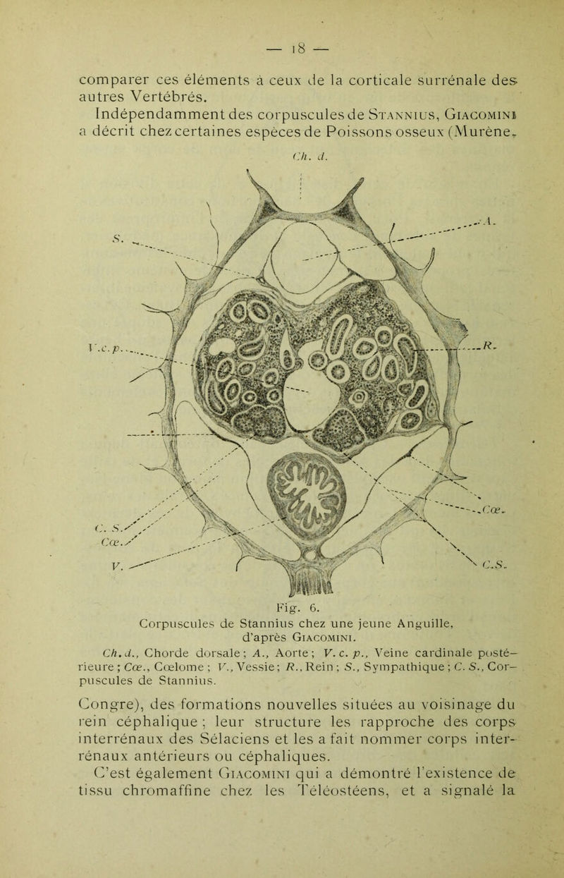 comparer ces éléments à ceux de la corticale surrénale des- autres Vertébrés. Indépendamment des corpuscules de Stannius, Giacomini a décrit chez certaines espèces de Poissons osseux (Murène^ Ch. d. Fig-. 6. Corpuscules de Stannius chez une jeune Anguille, d’après Giacomini. Ch.d., Chorde dorsale; A., Aorte; V.c.p., Veine cardinale posté- rieure ; Cœ., Cœlome ; TA, Vessie; i?.,Rein; S., Sympathique ; C. S., Cor- puscules de Stannius. Congre), des formations nouvelles situées au voisinage du rein céphalique ; leur structure les rapproche des corps interrénaux des Sélaciens et les a fait nommer corps inter- rénaux antérieurs ou céphaliques. (dest également (racomini qui a démontré l’existence de tissu chromaffine chez les Téléostéens, et a signalé la