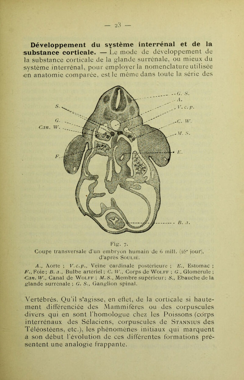 Fiy. 7. Coupe transversale d'un embryon humain de 6 mill. (25' jour), d’après Soulié. A., Aorte ; V.c.p., Veine cardinale postérieure ; E., Estomac ; F., Foie; B. a.. Bulbe artériel ; C. TF., Corps de Wolff ; G., Glomérule ; •Can. W., Canal de Wolff ; M.S., Membre supérieur; S., Ebauche de la glande surrénale ; G. S., Ganglion spinal. Vertébrés. Qu’il s’agisse, en effet, de la corticale si haute- ment différenciée des Mammifères ou des corpuscules ■divers qui en sont l’homologue chez les Poissons (corps interrénaux des Sélaciens, corpuscules de Stannius des Téléostéens, etc.), les phénomènes initiaux qui marquent à son début l’évolution de ces différentes formations pré- sentent une analogie frappante. Développement du système interrénal et de la substance corticale. — Le mode de développement de la substance corticale de la glande surrénale, ou mieux du système interrénal, pour employer la nomenclature utilisée <en anatomie comparée, est le même dans toute la série des s. G. Can. W. S. c.p. W. S.