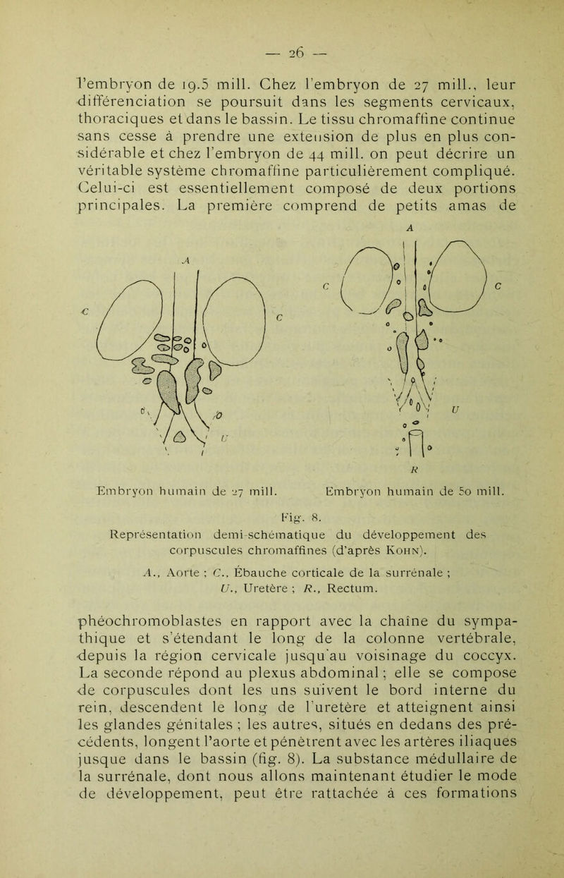 l’embryon de 19.5 mill. Chez l’embryon de 27 mill., leur différenciation se poursuit dans les segments cervicaux, thoraciques et dans le bassin. Le tissu chromafhne continue sans cesse à prendre une extension de plus en plus con- sidérable et chez l’embryon de 44 mill. on peut décrire un véritable système chromafhne particulièrement compliqué. Celui-ci est essentiellement composé de deux portions principales. La première c(miprend de petits amas de A R Embryon humain de ey mill. Embryon humain de 5o mill. Fi4'. 8. Représentation demi-schématique du développement des corpuscules chromaffines (d’après Kohn). A., Aorte ; C., Ébauche corticale de la surrénale ; U., Uretère ; R., Rectum. phéochromoblastes en rapport avec la chaîne du sympa- thique et s’étendant le long de la colonne vertébrale, depuis la région cervicale jusqu'au voisinage du coccyx. La seconde répond au plexus abdominal ; elle se compose de corpuscules dont les uns suivent le bord interne du rein, descendent le long de l’uretère et atteignent ainsi les glandes génitales ; les autres, situés en dedans des pré- cédents, longent l’aorte et pénètrent avec les artères iliaques jusque dans le bassin (hg. 8). La substance médullaire de la surrénale, dont nous allons maintenant étudier le mode de développement, peut être rattachée à ces formations