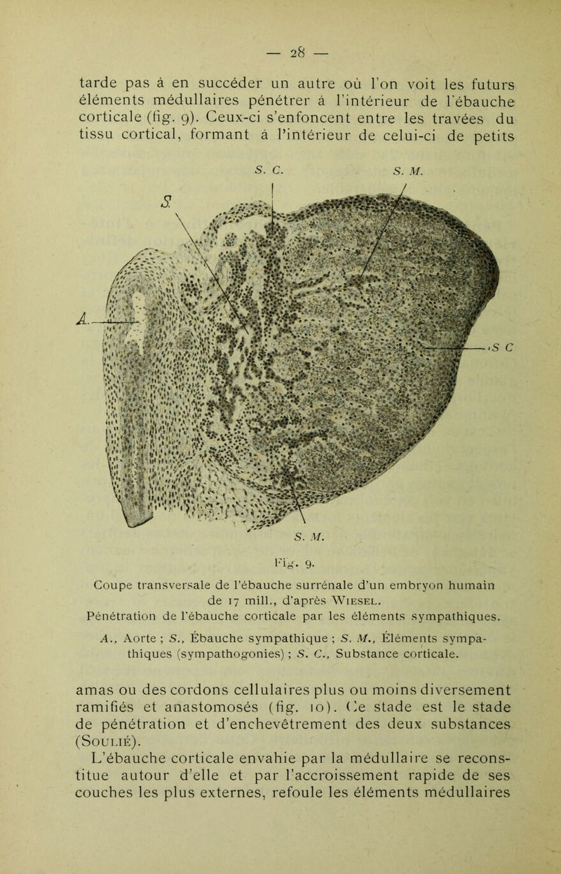 tarde pas à en succéder un autre où l’on voit les futurs éléments médullaires pénétrer à l’intérieur de l'ébauche corticale (hg. 9). Ceux-ci s’enfoncent entre les travées du tissu cortical, formant à l’intérieur de celui-ci de petits 5. c. s. M. 9. Coupe transversale de l’ébauche surrénale d’un embryon humain de 17 mill., d’après Wiesel. Pénétration de l’ébauche corticale par les éléments sympathiques. A., Aorte ; S., Ébauche sympathique ; S. M., Éléments sympa- thiques (sympathogonies) ; S. C., Substance corticale. amas ou des cordons cellulaires plus ou moins diversement ramifiés et anastomosés (fig. 10). Ce stade est le stade de pénétration et d’enchevêtrement des deux substances (Soulié). L’ébauche corticale envahie par la médullaire se recons- titue autour d’elle et par l’accroissement rapide de ses couches les plus externes, refoule les éléments médullaires