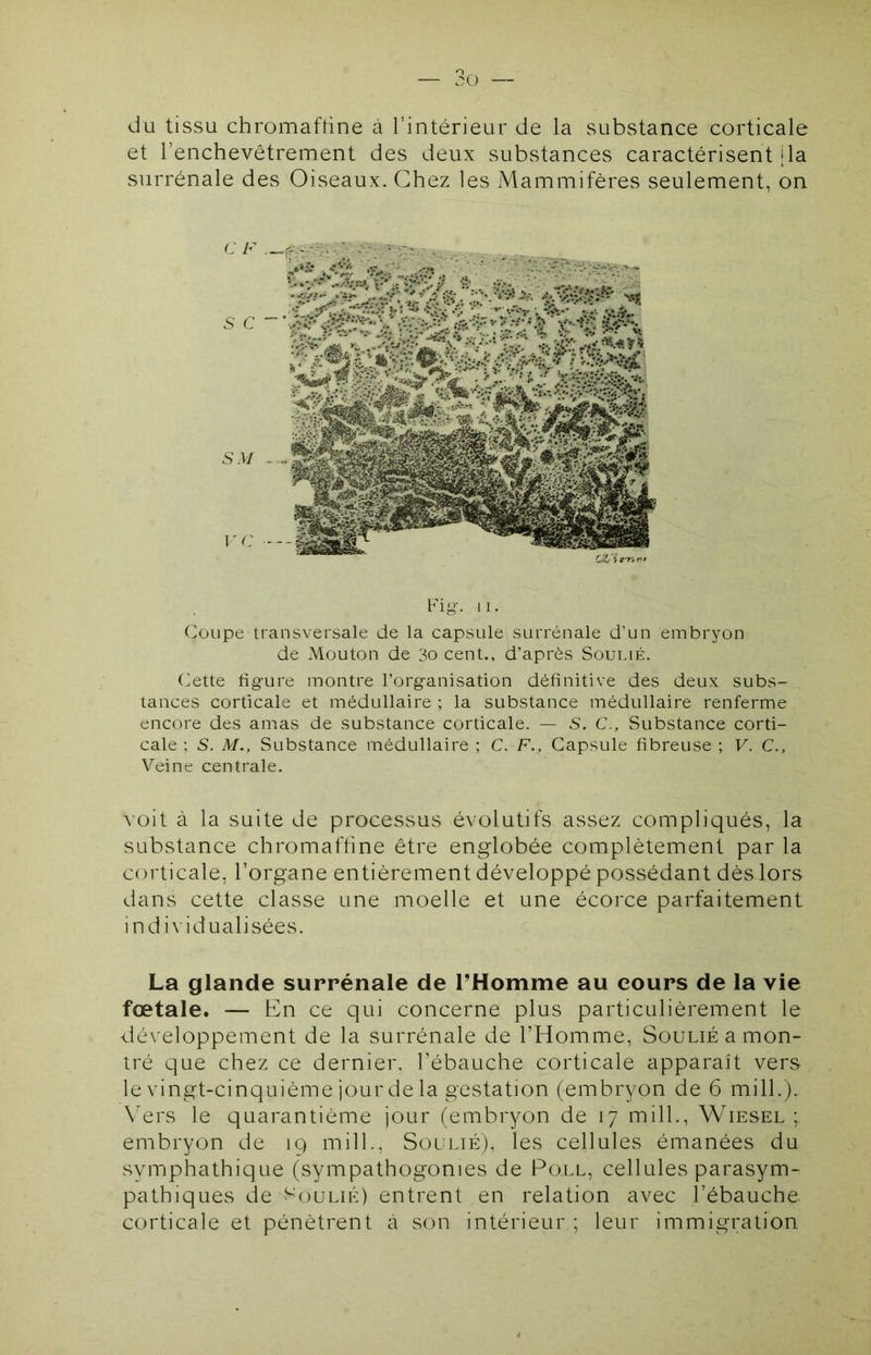 du tissu chromaftine à l’intérieur de la substance corticale et l’enchevêtrement des deux substances caractérisent jla surrénale des Oiseaux. Chez les Mammifères seulement, on <: F SC' SM VC --- Pig. II. Coupe transversale de la capsule surrénale d’un embryon de Mouton de 30 cent., d’après Soulié. Cette figure montre l’organisation définitive des deux subs- tances corticale et médullaire ; la substance médullaire renferme encore des amas de substance corticale. — S. C., Substance corti- cale ; S. M., Substance médullaire ; C. F., Capsule fibreuse ; V. C., Veine centrale. voit à la suite de processus évolutifs assez compliqués, la substance chromaftine être englobée complètement par la corticale, l’organe entièrement développé possédant dès lors dans cette classe une moelle et une écorce parfaitement individualisées. La glande surrénale de THomme au cours de la vie fœtale. — En ce qui concerne plus particulièrement le développement de la surrénale de l’Homme, Soulié a mon- tré que chez ce dernier, l’ébauche corticale apparaît vers le vingt-cinquième jour de la gestation (embryon de 6 mill.). Vers le quarantième jour (embryon de 17 mill., Wiesel embryon de 19 mill., SouuÉ). les cellules émanées du symphathique (sympathogonies de Poll, cellules parasym- pathiques de S'ouLiÉ) entrent en relation avec l’ébauche corticale et pénètrent à son intérieur ; leur immigration.
