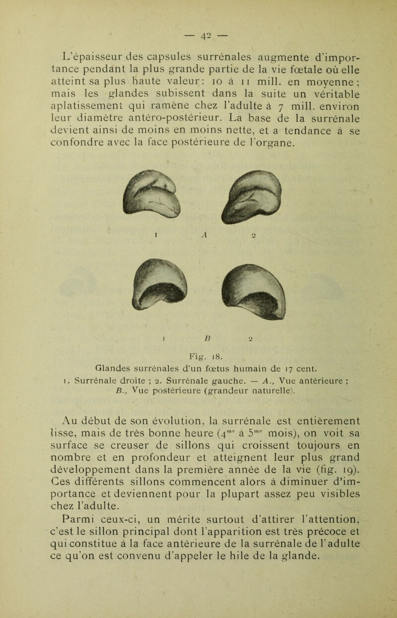 L’épaisseur des capsules surrénales augmente d’impor- tance pendant la plus grande partie de la vie fœtale où elle atteint sa plus Ùaute valeur: lo à 11 mill. en moyenne; mais les glandes subissent dans la suite un véritable aplatissement qui ramène chez l’adulte à 7 mill. environ leur diamètre antéro-postérieur. La base de la surrénale devient ainsi de moins en moins nette, et a tendance à se confondre avec la face postérieure de l’organe. B 2 Fig. 18. Glandes surrénales d'un fœtus humain de 17 cent. 1. Surrénale droite ; 2. Surrénale gauche. — A., Vue antérieure ; B., Vue postérieure (grandeur naturelle). Au début de son évolution, la surrénale est entièrement lisse, mais de très bonne heure (4’“® à mois), on voit sa surface se creuser de sillons qui croissent toujours en nombre et en profondeur et atteignent leur plus grand développement dans la première année de la vie (fig. 19). Ces différents sillons commencent alors à diminuer d’im- portance et deviennent pour la plupart assez peu visibles chez l’adulte. Parmi ceux-ci, un mérite surtout d’attirer l’attention, c’est le sillon principal dont l’apparition est très précoce et qui constitue à la face antérieure de la surrénale de l’adulte ce qu’on est convenu d’appeler le hile de la glande.