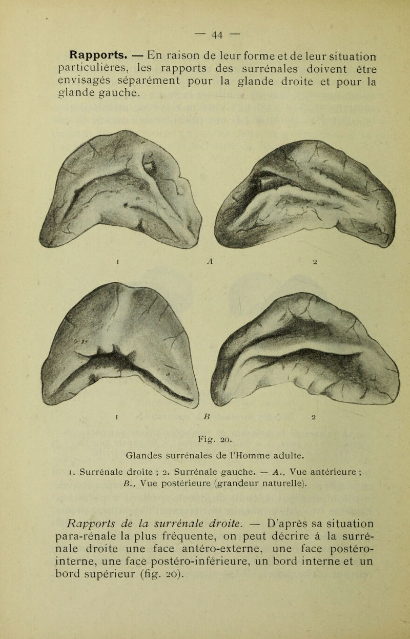 Rapports. — En raison de leur forme et de leur situation particulières, les rapports des surrénales doivent être envisagés séparément pour la glande droite et pour la glande gauche. B 2 Fig. 20. Glandes surrénales de l’Homme adulte. I. Surrénale droite ; 2. Surrénale gauche. — A., Vue antérieure ; B., Vue postérieure (grandeur naturelle). Rapports de la surrénale droite. — D’après sa situation para-rénale la plus fréquente, on peut décrire à la surré- nale droite une face antéro-externe, une face postéro- interne, une face postéro-inférieure, un bord interne et un bord supérieur (fig. 20).