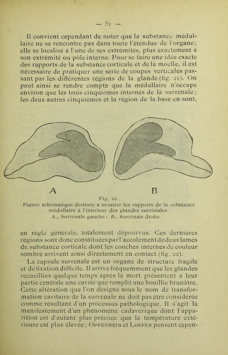 — 3i Il convient cependant de noter que la substance médul- laire ne se rencontre pas dans toute l’étendue de l’organe; elle se localise à l’une de ses extrémités, plus exactement à son extrémité ou pôle interne. Pour se faire une idée exacte des rapports de la substance corticale et delà moelle, il est nécessaire de pratiquer une série de coupes verticales pas- sant par les différentes régions de la glande (tig. ei). On peut ainsi se rendre compte que la médullaire n’occupe environ que les trois cinquièmes internes de la surrénale ; les deux autres cinquièmes et la région de la base en sont. Fig-, 22. Figure schématique destinée à montrer les rapports de la substance médullaire à l'intérieur des glandes surrénales. A., Surrénale gauche; B., Surrénale droite. en règle générale, totalement dépourvus. Ces dernières régions sont doncconstituéesparraccolementdedeuxlames de substance corticale dont les couches internes de couleur sombre arrivent ainsi directement en contact (fig. 22). La capsule surrénale est un organe de structure fragile et de fixation difficile. 11 arrive fréquemment que les glandes recueillies quelque temps après la mort présentent à leur partie centrale une cavité que remplit une bouillie brunâtre. Cette altération que l’on désigne sous le nom de transfor- mation cavitaire de la surrénale ne doit pas être considérée comme résultant d’un processus pathologique. Il s’agit là manifestement d’un phénomène cadavérique dont l’appa- rition est d’autant plus précoce que la température exté- rieure est plus élevée; Oppenheimet Loeper pensent cepen-