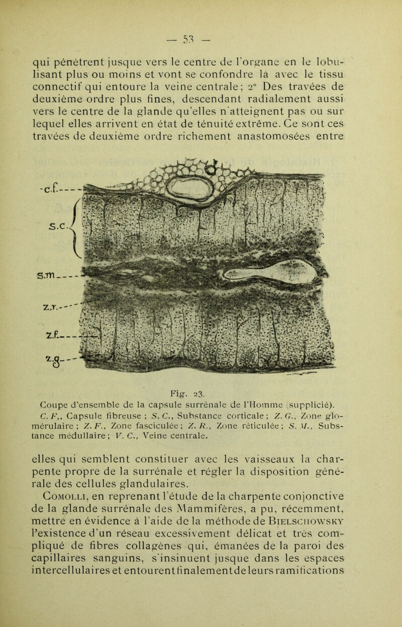 qui pénètrent jusque vers le centre de l’organe en le lobu- lisant plus ou moins et vont se confondre là avec le tissu connectif qui entoure la veine centrale; 2° Des travées de deuxième ordre plus fines, descendant radialement aussi vers le centre de la glande qu’elles n'atteignent pas ou sur lequel elles arrivent en état de ténuité extrême. Ce sont ces travées de deuxième ordre richement anastomosées entre Fig-. 23. Coupe d’ensemble de la capsule surrénale de l’Homme .supplicié). C. F,, Capsule fibreuse; S.C., Substance corticale; Z. G., Zone glo- mérulaire; Z. F., Zone fasciculée; Z. R., Zone réticulée; S. M., Subs- tance médullaire; V. C., Veine centrale. elles qui semblent constituer avec les vaisseaux la char- pente propre de la surrénale et régler la disposition géné- rale des cellules glandulaires. CoMOLLi, en reprenant l’étude de la charpente conjonctive de la glande surrénale des Mammifères, a pu, récemment, mettre en évidence à l’aide de la méthode de Bielsciiowsky l’existence d’un réseau excessivement délicat et très com- pliqué de fibres collagènes qui, émanées de la paroi des capillaires sanguins, s'insinuent jusque dans les espaces intercellulaires et entourent finalement de leurs ramifications