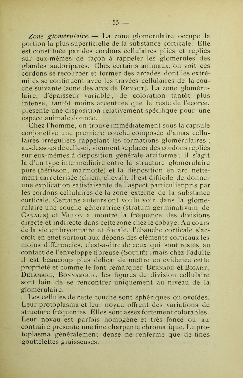 Zone glomérulaire. — La zone glomérulaire occupe la portion la plus superficielle de la substance corticale. Llle est constituée par des cordons cellulaires pliés et repliés sur eux-mêmes de façon à rappeler les glomérules des glandes sudoripares. Chez certains animaux, on voit ces cordons se recourber et former des arcades dont les extré- mités se continuent avec les travées cellulaires de la cou- che suivante (zone des arcs de Renaut). La zone gloméru- laire, d’épaisseur variable, de coloration tantôt plus intense, tantôt moins accentuée que le reste de l’écorce, présente une disposition relativement spécifique pour une espèce animale donnée. Chez l’homme, on trouve immédiatement sous la capsule conjonctive une première couche composée d’amas cellu- laires irréguliers rappelant les formations glomérulaires ; au-dessous de celle-ci, viennent seplacer des cordons repliés sur eux-mêmes à disposition générale arciforme; il s’agit là d’un type intermédiaire entre la structure glomérulaire pure (hérisson, marmotte) et la disposition en arc nette- ment caractérisée (chien, cheval). Il est difficile de donner une explication satisfaisante de l’aspect particulier pris par les cordons cellulaires de la zone externe de la substance corticale. Certains auteurs ont voulu voir dans la glomé- rulaire une couche génératrice (stratum germinativum de Canalis) et Mulon a montré la fréquence des divisions directe et indirecte dans cette zone chez le cobaye. Au cours de la vie embryonnaire et fœtale, l’ébauche corticale s’ac- croît en effet surtout aux dépens des éléments corticaux les moins différenciés, c'est-à-dire de ceux qui sont restés au contact de l’enveloppe fibreuse (Soulié) ; mais chez l’adulte il est beaucoup plus délicat de mettre en évidence cette propriété et comme le font remarquer Bernard et Bigart, Delamare, Bonnamour, les figures de division cellulaire sont loin de se rencontrer uniquement au niveau de la glomérulaire. Les cellules de cette couche sont sphériques ou ovoïdes. Leur protoplasma et leur noyau offrent des variations de structure fréquentes. Elles sont assez fortementcolorables. Leur noyau est parfois homogène et très foncé ou au contraire présente une fine charpente chromatique. Le pro- toplasma généralement dense ne renferme que de fines gouttelettes graisseuses.