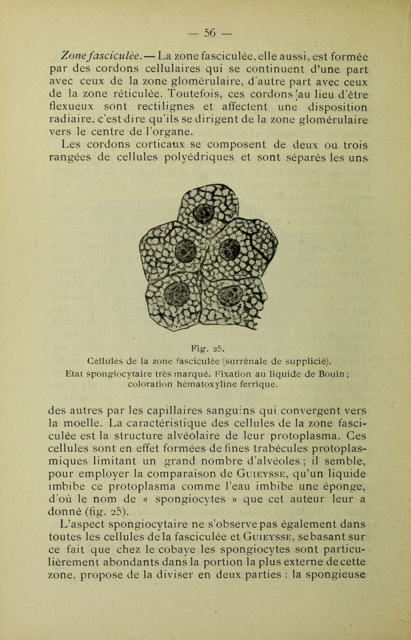 Zonefasciculée. — La zone fasciculée, elle aussi, est formée par des cordons cellulaires qui se continuent d’une part avec ceux de la zone glomérulaire, d’autre part avec ceux de la zone réticulée. Toutefois, ces cordons'au lieu d’être flexueux sont rectilignes et affectent une disposition radiaire, c’est dire qu’ils se dirigent de la zone glomérulaire vers le centre de l’organe. Les cordons corticaux se composent de deux ou trois rangées de cellules polyédriques et sont séparés les uns Fig-. 25. Cellules de la zone fasciculée (surrénale de supplicié). Etat spong-iocytaire très marqué. Fixation au liquide de Bouin ; coloration hématoxyline ferrique. des autres par les capillaires sanguins qui convergent vers la moelle. La caractéristique des cellules de la zone fascL culée est la structure alvéolaire de leur protoplasma. Ces cellules sont en effet formées de fines trabécules protoplas- miques limitant un grand nombre d’alvéoles ; il semble, pour employer la comparaison de Guieysse, qu’un liquide imbibe ce protoplasma comme l’eau imbibe une éponge, d’où le nom de « spongiocytes » que cet auteur leur a donné (fig. e5). L’aspect spongiocytaire ne s’observe pas également dans toutes les cellules de la fasciculée et Guieysse, sebasant sur ce fait que chez le cobaye les spongiocytes sont particu- lièrement abondants dans la portion la plus externe de cette zone, propose de la diviser en deux parties : la spongieuse