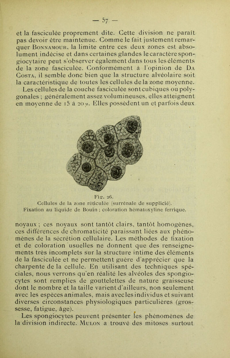 et la fasciculée proprement dite. Cette division ne paraît pas devoir être maintenue. Comme le fait justement remar- quer Bonnamour, la limite entre ces deux zones est abso- lument indécise et dans certaines glandes le caractère spon- giocytaire peut s’observer également dans tous les éléments de la zone fasciculée. Conformément à l’opinion de Da Costa, il semble donc bien que la structure alvéolaire soit la caractéristique de toutes les cellules de la zone moyenne. Les cellules de la couche fasciculée sont cubiques ou poly- gonales ; généralement assez volumineuses, elles atteignent en moyenne de i5 à 20y. Elles possèdent un et parfois deux Fiir. 26. Cellules de la zone réticulée (surrénale de supplicié). Fixation au liquide de Bouin ; coloration hématoxyline ferrique. noyaux ; ces noyaux sont tantôt clairs, tantôt homogènes, ces différences de chromaticité paraissant liées aux phéno- mènes de la sécrétion cellulaire. Les méthodes de fixation et de coloration 'usuelles ne donnent que des renseigne- ments très incomplets sur la structure intime des éléments de la fasciculée et ne permettent guère d’apprécier que la charpente de la cellule. En utilisant des techniques spé- ciales, nous verrons qu’en réalité les alvéoles des spongio- cytes sont remplies de gouttelettes de nature graisseuse dont le nombre et la taille varient d’ailleurs, non seulement avec les espèces animales, mais avecles individus et suivant diverses circonstances physiologiques particulières (gros- sesse, fatigue, âge). Les spongiocytes peuvent présenter les phénomènes de la division indirecte. Mulon a trouvé des mitoses surtout