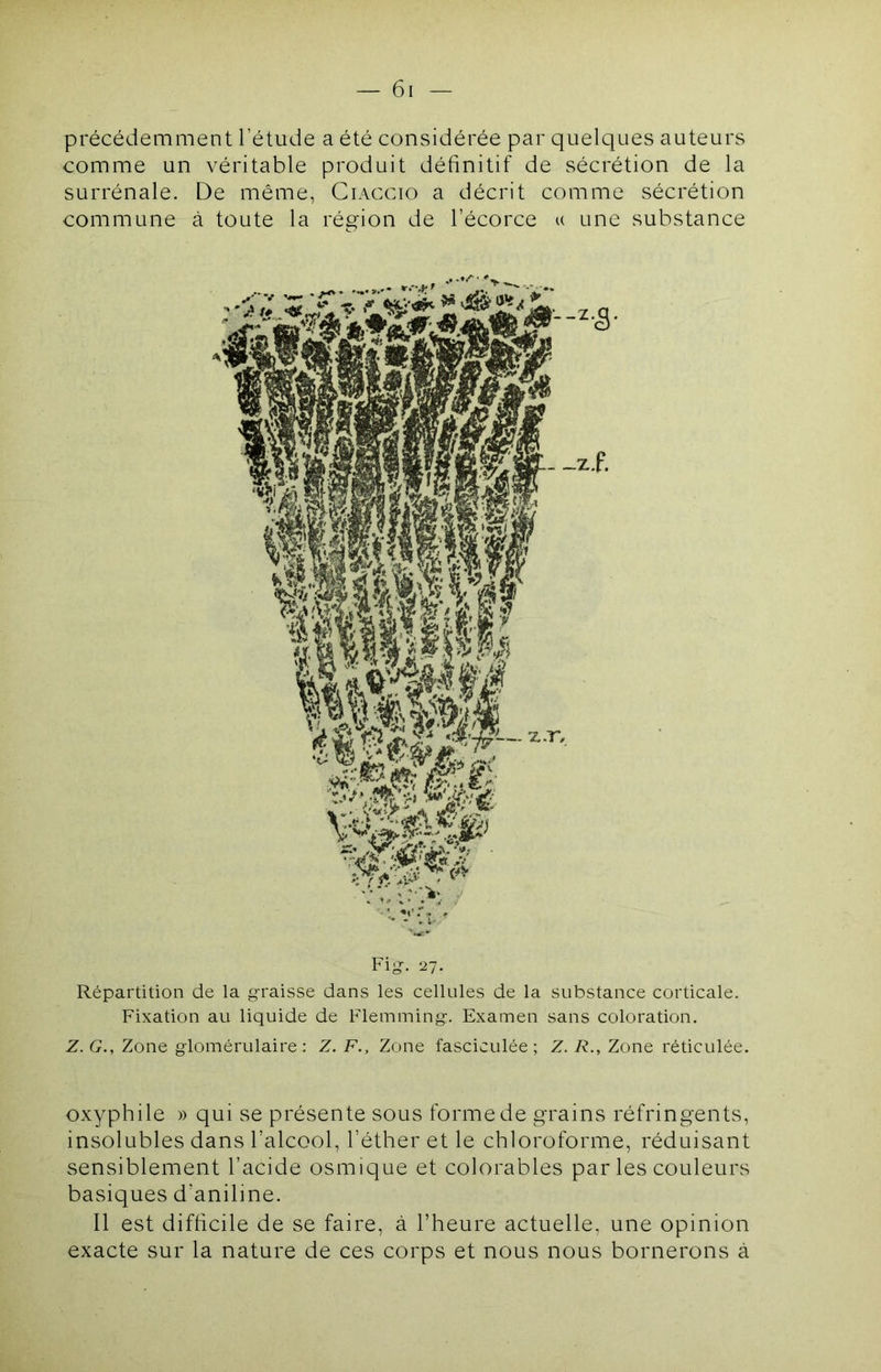 précédemment l’étude a été considérée par quelques auteurs comme un véritable produit définitif de sécrétion de la surrénale. De même, Ciaccio a décrit comme sécrétion commune à toute la région de l’écorce u une substance - . i- ' Fig. 27. Répartition de la graisse dans les cellules de la substance corticale. Fixation au liquide de Flemming-. Examen sans coloration. Z. G., Zone glomérulaire: Z. F., Zone fasciculée ; Z. R., Zone réticulée. oxyphile » qui se présente sous forme de grains réfringents, insolubles dans l’alcool, l’éther et le chloroforme, réduisant sensiblement l’acide osmique et colorables par les couleurs basiques d’aniline. Il est difficile de se faire, à l’heure actuelle, une opinion exacte sur la nature de ces corps et nous nous bornerons à