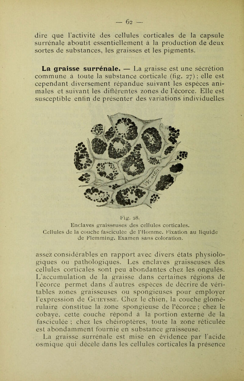 dire que l’activité des cellules corticales de la capsule surrénale aboutit essentiellement à la production de deux sortes de substances, les graisses et les pigments. La graisse surrénale. — La graisse est une sécrétion commune à toute la substance corticale (lig. 27) ; elle est cependant diversement répandue suivant les espèces ani- males et suivant les difiérentes zones de l’écorce. Elle est susceptible entin de présenter des variations individuelles b'io-. 28. Enclaves graisseuses des cellules corticales. Cellules de la couche fasciculée de l’Homme. Kixation au liquide de Flemming. Examen sans coloration. assez considérables en rapport avec divers états physiolo- giques ou pathologiques. Les enclaves graisseuses des cellules corticales sont peu abondantes chez les ongulés. L’accumulation de la graisse dans certaines régions de l’écorce permet dans d’autres espèces de décrire de véri- tables zones graisseuses ou spongieuses pour employer l’expression de Guieysse. Chez le chien, la couche glomé- rulaire constitue la zone spongieuse de l’écorce ; chez le cobaye, cette couche répond à la portion externe de la fasciculée ; chez les chéiroptères, toute la zone réticulée est abondamment fournie en substance graisseuse. La graisse surrénale est mise en évidence par l’acide osmique qui décèle dans les cellules corticales la présence