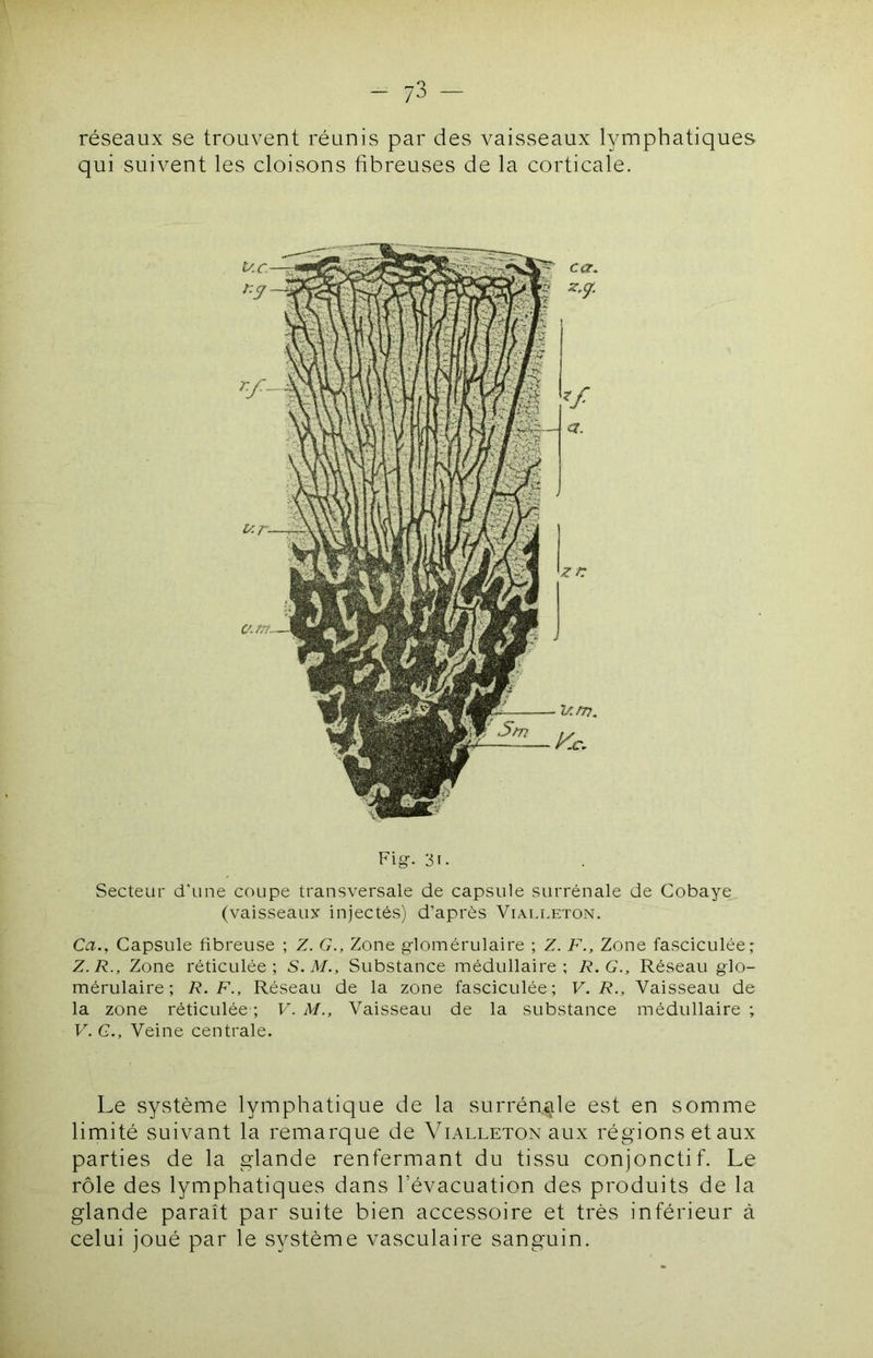 réseaux se trouvent réunis par des vaisseaux lymphatiques, qui suivent les cloisons fibreuses de la corticale. Fig-. 31. Secteur d'une coupe transversale de capsule surrénale de Coba-ve (vaisseaux injectés) d’après Viai.leton. Ca., Capsule fibreuse ; Z. G., Zone g-lomérulaire ; Z. F., Zone fasciculée; Z. R., Zone réticulée; S.M., Substance médullaire; R. G., Réseau glo- mérulaire; R. F., Réseau de la zone fasciculée; V. R., Vaisseau de la zone réticulée ; V. M., Vaisseau de la substance médullaire ; V. G., Veine centrale. Le système lymphatique de la surrénale est en somme limité suivant la remarque de Vialleton aux régions et aux parties de la glande renfermant du tissu conjonctif. Le rôle des lymphatiques dans l’évacuation des produits de la glande paraît par suite bien accessoire et très inférieur à celui joué par le système vasculaire sanguin.