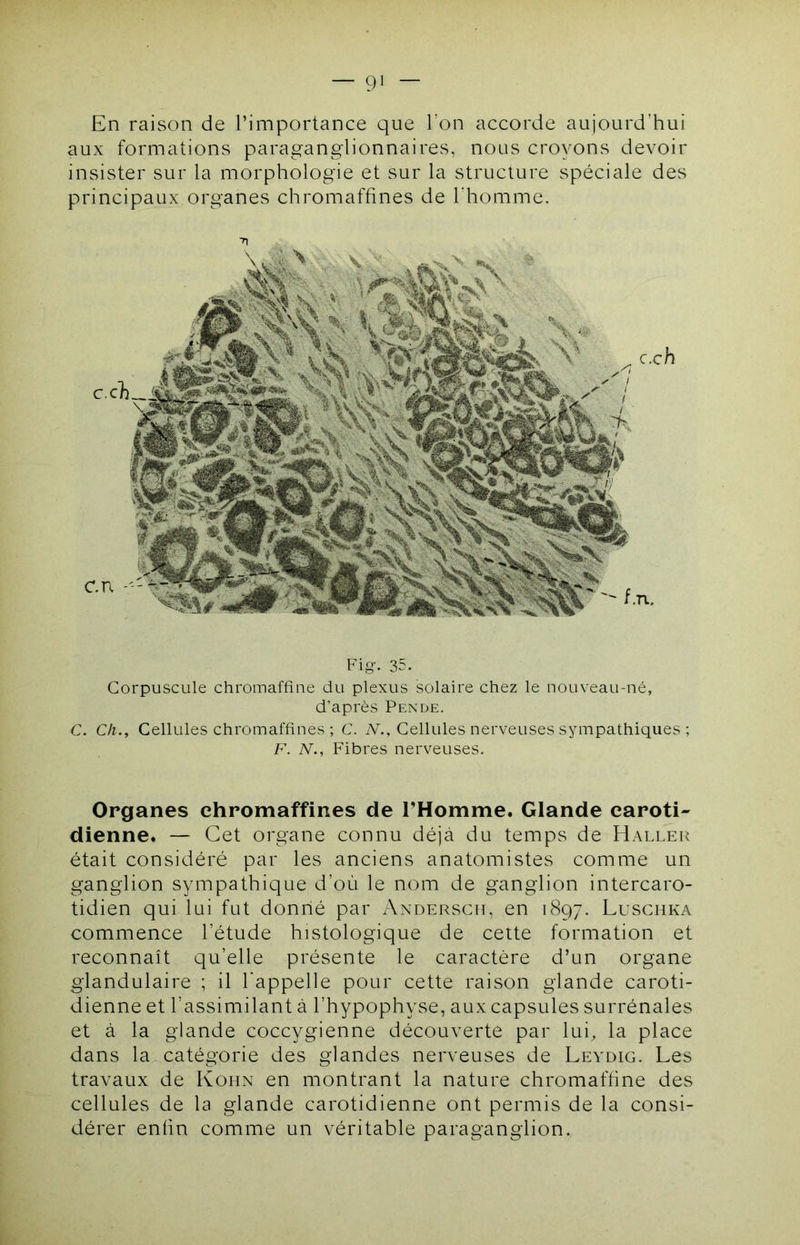 En raison de l’importance que l’on accorde aujourd’hui aux formations paraganglionnaires, nous croyons devoir insister sur la morphologie et sur la structure spéciale des principaux organes chromaffines de l’homme. ■n Fig-. 35. Corpuscule chromaffine du plexus solaire chez le nouveau-né, d’après Pende. C. Ch., Cellules chromaffines ; C. A\, Cellules nerveuses sympathiques ; F. N., Fibres nerveuses. Organes chromaffines de l’Homme. Glande caroti- dienne. — Cet organe connu déjà du temps de Haller était considéré par les anciens anatomistes comme un ganglion sympathique d’où le nom de ganglion intercaro- tidien qui lui fut donné par x\xdersgii, en 1897. Luschka commence l’étude histologique de cette formation et reconnaît qu’elle présente le caractère d’un organe glandulaire ; il l'appelle pour cette raison glande caroti- dienne et l’assimilant à l’hypophyse, aux capsules surrénales et à la glande coccygienne découverte par lui, la place dans la catégorie des glandes nerveuses de Leydig. Les travaux de Kohn en montrant la nature chromaffine des cellules de la glande carotidienne ont permis de la consi- dérer enfin comme un véritable paraganglion. I