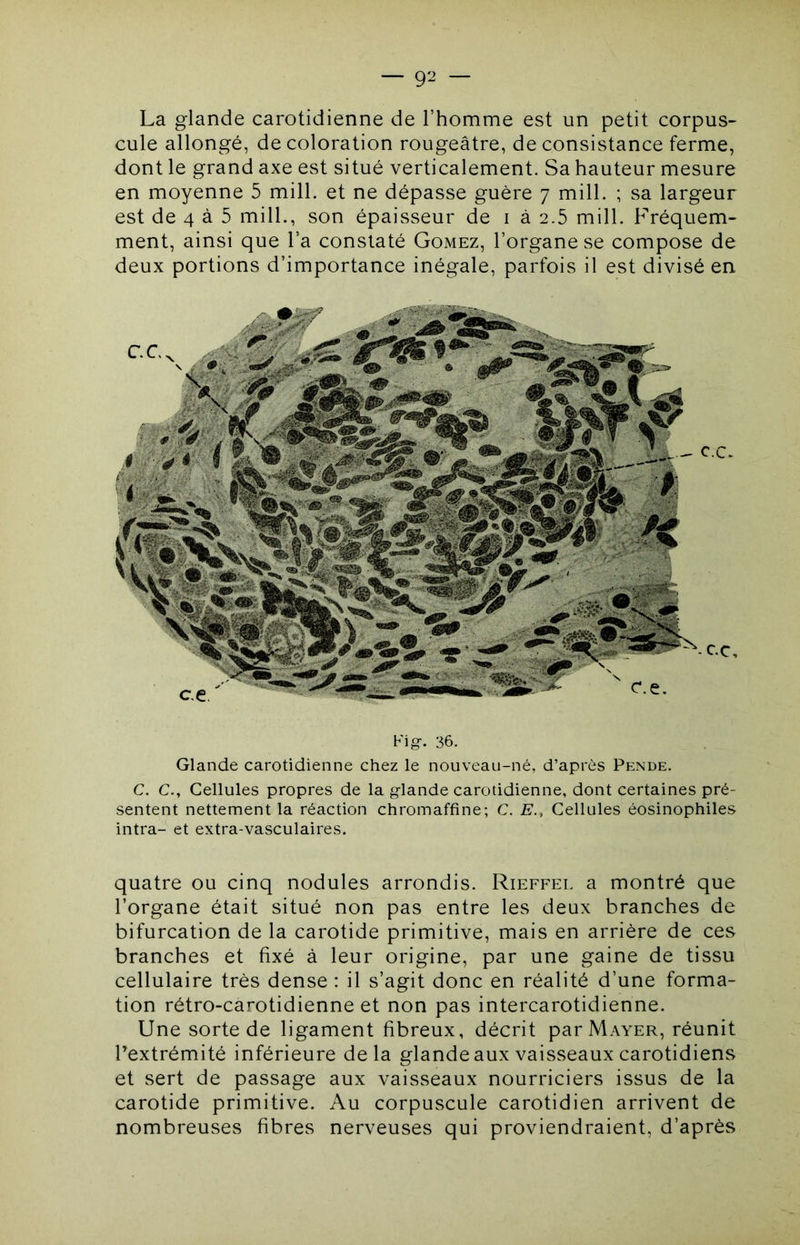 — 9^ — La glande carotidienne de l’homme est un petit corpus- cule allongé, de coloration rougeâtre, de consistance ferme, dont le grand axe est situé verticalement. Sa hauteur mesure en moyenne 5 mill. et ne dépasse guère 7 mill. ; sa largeur est de 4 à 5 mill., son épaisseur de i à 2.5 mill. Fréquem- ment, ainsi que l’a constaté Gomez, l’organe se compose de deux portions d’importance inégale, parfois il est divisé en Fig. 36. Glande carotidienne chez le nouveau-né, d’après Pende. C. C., Cellules propres de la glande carotidienne, dont certaines pré- sentent nettement la réaction chromaffine; C. E., Cellules éosinophiles intra- et extra-vasculaires. quatre ou cinq nodules arrondis. Rieffei. a montré que l’organe était situé non pas entre les deux branches de bifurcation de la carotide primitive, mais en arrière de ces branches et fixé à leur origine, par une gaine de tissu cellulaire très dense : il s’agit donc en réalité d’une forma- tion rétro-carotidienne et non pas intercarotidienne. Une sorte de ligament fibreux, décrit par Mayer, réunit l’extrémité inférieure delà glande aux vaisseaux carotidiens et sert de passage aux vaisseaux nourriciers issus de la carotide primitive. Au corpuscule carotidien arrivent de nombreuses fibres nerveuses qui proviendraient, d’après