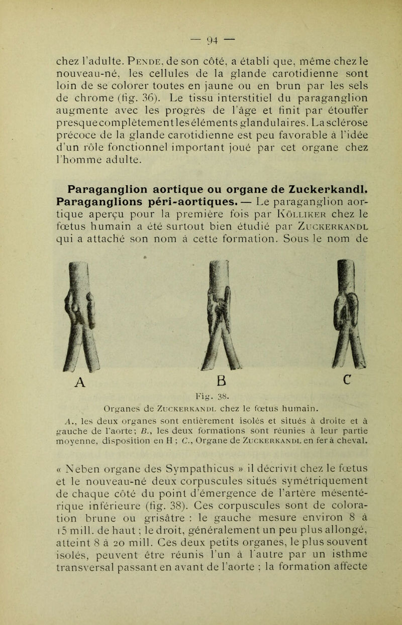 chez l’adulte. Pende, de son côté, a établi que, même chez le nouveau-né, les cellules de la gdande carotidienne sont loin de se colorer toutes en jaune ou en brun par les sels de chrome (hg. 36). Le tissu interstitiel du paraganglion augmente avec les progrès de l’âge et hnit par étouffer presque complètement les éléments glandulaires. La sclérose précoce de la glande carotidienne est peu favorable à l’idée d’un rôle fonctionnel important joué par cet organe chez l’homme adulte. Paraganglion aortique ou organe de Zuckerkandl. Paraganglions péri-aortiques.— Le paraganglion aor- tique aperçu pour la première fois par Kôlliker chez le fœtus humain a été surtout bien étudié par Zuckerkandl qui a attaché son nom à cette formation. Sous le nom de Fiy. 38. Organes de Zuckerkandl chez le fœtus humain. A., les deux organes sont entièrement isolés et situés à droite et à g-auche de l’aorte; B., les deux formations sont réunies à leur partie moyenne, disposition en H ; C., Organe de Zuckerkandl en fera cheval. « Neben organe des Sympathicus » il décrivit chez le fœtus et le nouveau-né deux corpuscules situés symétriquement de chaque côté du point d’émergence de l’artère mésenté- rique inférieure (hg. 38). Ces corpuscules sont de colora- tion brune ou grisâtre : le gauche mesure environ 8 â i5 mill. de haut ; le droit, généralement un peu plus allongé, atteint 8 â 20 mill. Ces deux petits organes, le plus souvent isolés, peuvent être réunis l’un â l'autre par un isthme transversal passant en avant de l’aorte ; la formation affecte