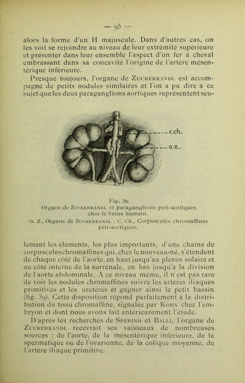 alors la forme d’un H majuscule. Dans d’autres cas, on les voit se rejoindre au niveau de leur extrémité supérieure et présenter dans leur ensemble l’aspect d’un fer à cheval embrassant dans sa concavité l'origine de l’artère mésen- térique inférieure. Presque toujours, l’organe de Zuckerkaxdl est accom- pagné de petits nodules similaires et l'on a pu dire à ce sujet que les deux paraganglions aortiques représentent seu- 39- Organe de Zuckerkaxdl et paraganglions péri-aortiques chez le fœtus hmuain. O. Z.. Organe de Zuckerkaxdl ; C. Ch., Corpuscules chromaffines péri-aortiques. lement les éléments, les plus importants, d’une chaîne de corpusculeschromafhnesqui,chez lenouveau-né, s’étendent de chaque côté de l’aorte, en haut jusqu’au plexus solaire et au côté interne de la surrénale, en bas jusqu’à la division de l’aorte abdominale. A ce niveau même, il n’est pas rare de voir les nodules chromafhnes suivre les artères iliaques primitives et les uretères et gagner ainsi le petit bassin (tig. 39). Cette disposition répond parfaitement à la distri- bution du tissu chromaffine, signalée par Koiix chez l'em- bryon et dont nous avons fait antérieurement l’étude. D’après les recherches de Spérixo et Balli, l’organe de Zuckerkaxdl recevrait ses vaisseaux de nombreuses sources : de l’aorte, de la mésentérique inférieure, de la spermatique ou de l’ovarienne, de la colique moyenne, de l’artère iliaque primitive. -c.ch. ..o.z.