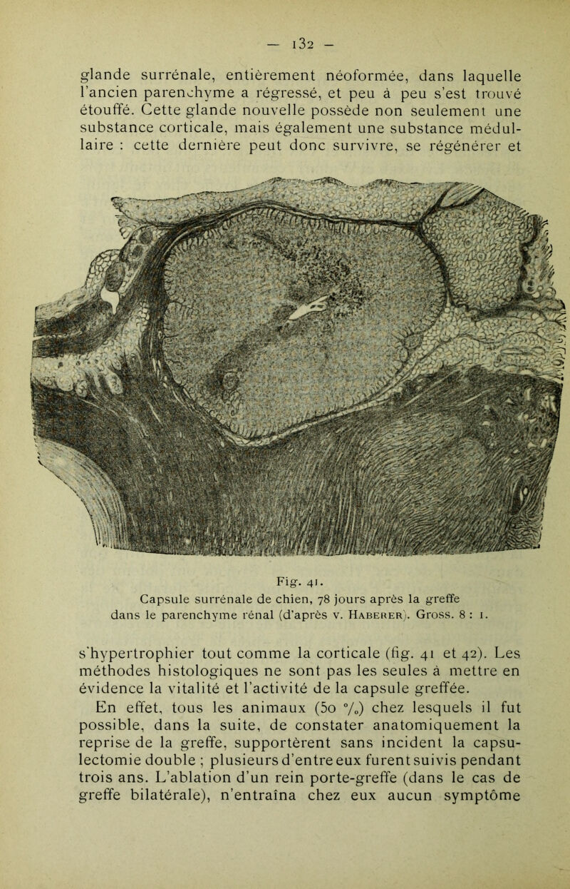 glande surrénale, entièrement néoformée, dans laquelle l’ancien parenchyme a régressé, et peu à peu s’est trouvé étouffé. Cette glande nouvelle possède non seulement une substance corticale, mais également une substance médul- laire : cette dernière peut donc survivre, se régénérer et Figf. 41. Capsule surrénale de chien, 78 jours après la greffe dans le parenchyme rénal (d’après v. Haberer). Gross. 8:1. s'hypertrophier tout comme la corticale (fig. 41 et 42). Les méthodes histologiques ne sont pas les seules à mettre en évidence la vitalité et l’activité de la capsule greffée. En effet, tous les animaux (5o %) chez lesquels il fut possible, dans la suite, de constater anatomiquement la reprise de la greffe, supportèrent sans incident la capsu- lectomie double ; plusieurs d’entre eux furent suivis pendant trois ans. L’ablation d’un rein porte-greffe (dans le cas de greffe bilatérale), n’entraîna chez eux aucun symptôme