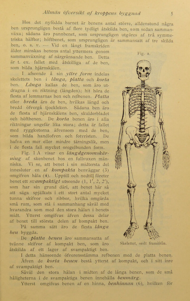 Kic i. Hos det ny t ödd a barnet är benens antal större, allclenstund några ben ursprungligen besta at llere tydligt åtskilda ben, som sedan samman- växa; sådana äro pannbenet, som ursprungligen utgöres af två symme- triska hälfter; höftbenet, som ursprungligen är sammansatt af tre skilda ben, o. s. v. — Vid en långt framskriden ålder minskas benens antal yttermera genom sammanväxning af närgränsande ben. Detta är t. ex. fallet med åtskilliga af de ben, som bilda hjärnskålen. I afseende å sin yttre form indelas skelettets ben i långa, platta och korta ben. Långa kallas de ben, som äro ut- dragna i en riktning (längden); hit höra de flesta af lemmarnas ben och refbenen. Platta eller breda äro de ben, hvilkas längd och bredd öfvergå tjockleken. Sådana ben äro de flesta af hjärnskålens ben, skulderbladet och höftbenen. De korta benen äro i alla riktningar ungefär lika stora; detta är fallet med ryggkotorna äfvensom med de ben, som bilda handlofven och fotvristen. De hafva en mer eller mindre tärningslik, men i de flesta fall mycket oregelbunden form. Fig. 1 A visar en längdgenomskär- ning af skenbenet hos en fullvuxen män- niska. Vi se, att benet i sin midtersta del innesluter en af kompakta benväggar (3) omgifven håla (4). Upptill och nedtill företer benet ett svampaktigt utseende (1, D, 2, 2'), som har sin grund däri, att benet här så att säga spjälkats i ett stort antal mycket tunna skifvor och ribbor, hvilka omgärda små rum, som stå i sammanhang såväl med hvarandra som med den stora hålan i benets midt. Ytterst omgifvas äfven dessa delar af benet till största delen af kompakt ben. På samma sätt äro de flesta långa ben byggda. De platta benen äro sammansatta af tvänne skifvor af kompakt ben, som äro åtskilda af ett lager af svampaktigt ben. I detta hänseende öfverensstämma refbenen med de platta benen. Afvcn de korta benen bestå ytterst af kompakt, och i sitt inre af svampaktigt ben. Såväl den stora hålan i midten af de långa benen, som de små håligheterna i de svampaktiga benen innehålla benmärg. Ytterst omgifvas benen af en hinna, benhinnan (6), hvilken för Skelettet, sedt framifrån.
