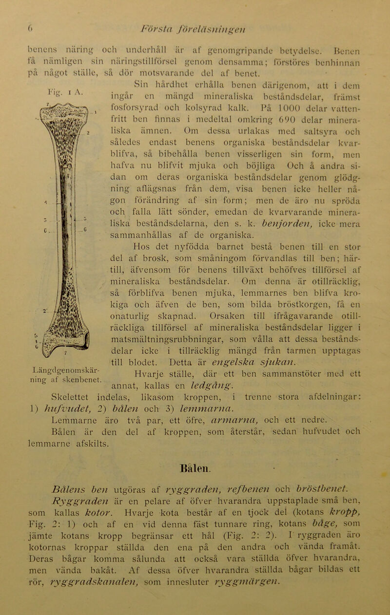 Första föreläsningen Fig. i A. 6&SS& ■i benens näring och underhåll är af genomgripande betydelse. Benen få nämligen sin näringstillförsel genom densamma; förstöres benhinnan på något ställe, så dör motsvarande del af benet. Sin hårdhet erhålla benen därigenom, att i dem ingår en mängd mineraliska beståndsdelar, främst fosforsyrad och kolsyrad kalk. På 1000 delar vatten- fritt ben finnas i medeltal omkring 690 delar minera- liska ämnen. Om dessa urlakas med saltsyra och således endast benens organiska beståndsdelar kvar- blifva, så bibehålla benen visserligen sin form, men hafva nu blifvit mjuka och böjliga Och å andra si- dan om deras organiska beståndsdelar genom glödg- ning aflägsnas från dem, visa benen icke heller nå- gon förändring af sin form; men de äro nu spröda och falla lätt sönder, emedan de kvarvarande minera- liska beståndsdelarna, den s. k. benjorden, icke mera sammanhållas af de organiska. Hos det nyfödda barnet bestå benen till en stor del af brosk, som småningom förvandlas till ben; här- till, äfvensom för benens tillväxt behöfves tillförsel af mineraliska beståndsdelar. Om denna är otillräcklig, så förblifva benen mjuka, lemmarnes ben blifva kro- kiga och äfven de ben, som bilda bröstkorgen, få en onaturlig skapnad. Orsaken till ifrågavarande otill- räckliga tillförsel af mineraliska beståndsdelar ligger i matsmältningsrubbningar, som vålla att dessa bestånds- delar icke i tillräcklig mängd från tarmen upptagas till blodet. Detta är engelska, sjukan. Hvarje ställe, där ett ben sammanstöter med ett annat, kallas en ledgång. Skelettet indelas, likasom kroppen, i trenne stora afdelningar: 1) hiifvudet, 2) bålen och 3) lemmarna. Lemmarne äro två par, ett öfre, armarna, och ett nedre. Bålen är den del af kroppen, som återstår, sedan hufvudet och lemmarne afskilts. Fate Längdgen omskär- ning af skenbenet. Bålen. Bålens ben utgöras af ryggraden, ref benen och bröstbenet. Ryggraden är en pelare af öfver hvarandra uppstaplade små ben. som kallas kotor. Hvarje kota består af en tjock del (kotans kropp, Fig. 2: 1) och af en vid denna fäst tunnare ring, kotans båge, som jämte kotans kropp begränsar ett hål (Fig. 2: 2). I ryggraden äro kotornas kroppar ställda den ena på den andra och vända framåt. Deras bågar komma sålunda att också vara ställda öfver hvarandra, men vända bakåt. Af dessa öfver hvarandra ställda bågar bildas ett rör, ryg gradskanalen, som innesluter ryggmärgen.