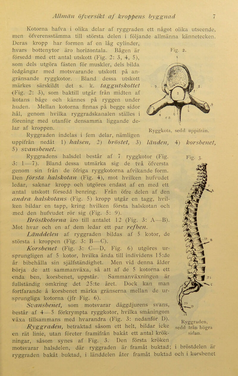 r ig- 2. Kotorna hafva i olika delar af ryggraden ett något olika utseende, men öfverensstämma till största delen i följande allmänna kännetecken. Deras kropp har formen af en låg cylinder, hvars bottenytor äro horizontala. Bågen är försedd med ett antal utskott (Fig. 2: 3, 4, 5), som dels utgöra fästen för muskler, dels bilda ledgångar med motsvarande utskott på an- gränsande ryggkotor. Bland dessa utskott märkes särskildt det s. k. taggutskottet (Fig. 2: 3), som baktill utgår från midten af kotans båge och kännes på ryggen under huden. Mellan kotorna finnas på begge sidor hål, genom hvilka ryggradskanalen ställes i förening med utanför densamma liggande de- lar af kroppen. Ryggraden indelas i fem delar, nämligen uppifrån nedåt 1) halsen, 2) bröstet, 3) län den, 4) kor sbenet, 5) svansbenet. Ryggradens halsdel består af 7 ryggkotor (Fig. Fig. 3. o: 1—7). Bland dessa utmärka sig de två öfversta genom sin från de öfriga ryggkotorna afvikande form. Den första halskotan (Fig. 4), mot hvilken hufvudet ledar, saknar kropp och utgöres endast af en med ett antal utskott försedd benring. Från öfre delen af den andra halskotans (Fig. 5) kropp utgår en tagg, hvil- ken bildar en tapp, kring hvilken första halskotan och med den hufvudet rör sig (Fig. 5: 9). Bröstkotorna äro till antalet 12 (Fig. 3: A—B). Mot hvar och en af dem ledar ett par refben. Länddelen af ryggraden bildas af 5 kotor, de största i kroppen (Fig. 3: B—C). Kor sbenet (Fig. 3: C—D, Fig. 6) utgöres ur- sprungligen af 5 kotor, hvilka ända till individens 15 :de år bibehålla sin själfständighet. Men vid denna ålder börja de att sammanväxa, så att af de 5 kotorna ett enda ben, korsbenet, uppstår. Sammanväxningen är fullständig omkring det 2 5:te året. Dock kan man fortfarande å korsbenet märka gränserna mellan de ur- sprungliga kotorna (jfr Fig. 6). Svansbenet, som motsvarar däggdjurens svans, består af 4 — 5 förkrympta ryggkotor, hvilka småningom växa tillsammans med hvarandra (Fig. 3: nedanför D). Ryggraden, betraktad såsom ett helt, bildar icke sef]c( ® “ån högra en rät linie, utan företer framifrån bakåt ett antal krök- sidan, ningar, såsom synes af Fig. 3. Den första kröken motsvarar halsdelen, där ryggraden är framåt buktad; i bröstdelen är ryggraden bakåt buktad, i länddelen åter framåt buktad och i korsbenet 10 Ryggraden,