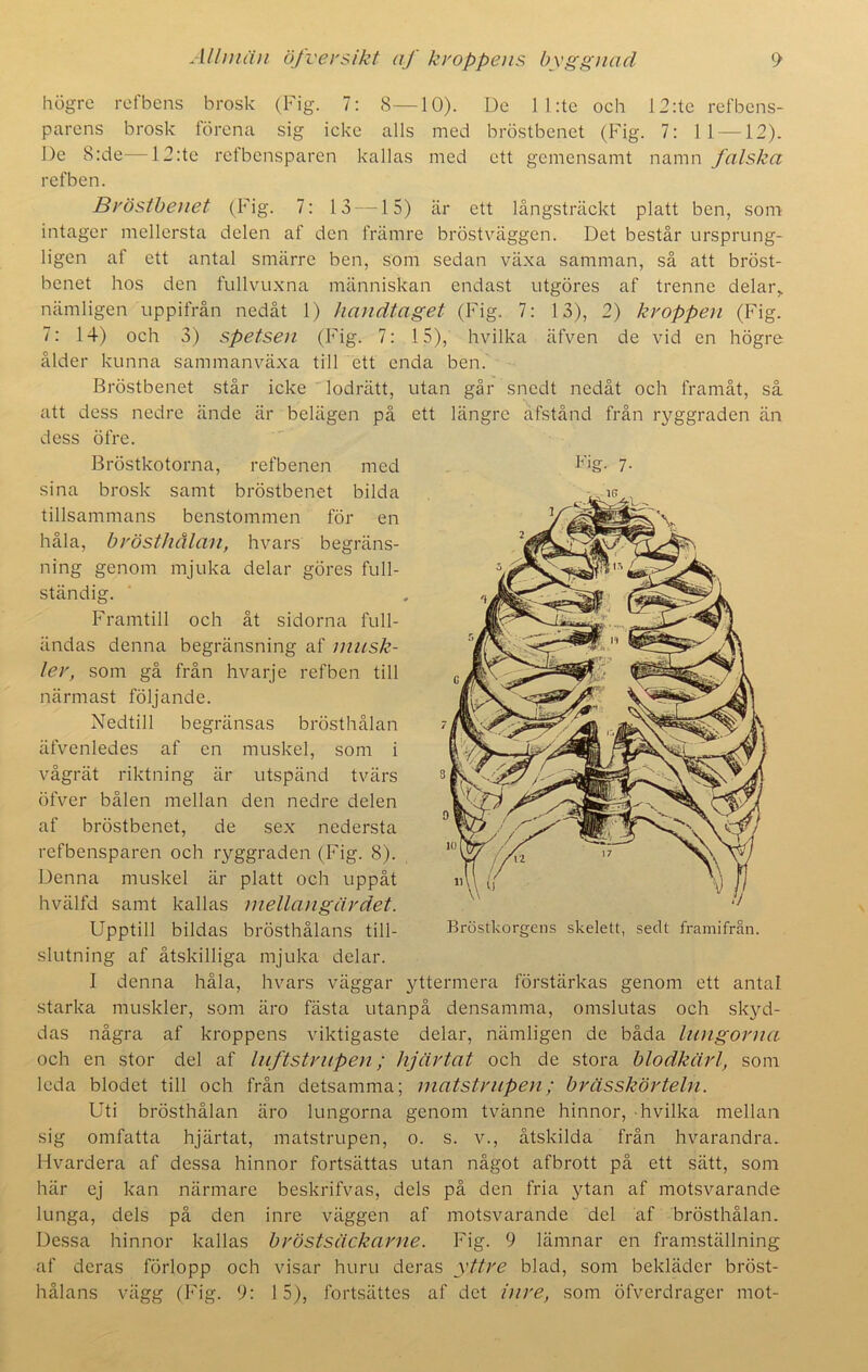 högre refbens brosk (Fig. 7: 8—10). De 11 :te och 12:te refbens- parens brosk förena sig icke alls med bröstbenet (Fig. 7: 11 —12). De 8:de—12:te refbensparen kallas med ett gemensamt namn falska refben. Bröstbenet (Fig. 7: 13 —15) är ett långsträckt platt ben, som intager mellersta delen af den främre bröstväggen. Det består ursprung- ligen af ett antal smärre ben, som sedan växa samman, så att bröst- benet hos den fullvuxna människan endast utgöres af trenne delar,, nämligen uppifrån nedåt 1) handtaget (Fig. 7: 13), 2) kroppen (Fig. 7: 14) och 3) spetsen (Fig. 7: 15), hvilka äfven de vid en högre ålder kunna sammanväxa till ett enda ben. Bröstbenet står icke lodrätt, utan går snedt nedåt och framåt, så att dess nedre ände är belägen på ett längre åfstånd från ryggraden än dess öfre. Bröstkotorna, refbenen med Fig. 7. sina brosk samt bröstbenet bilda tillsammans benstommen för en håla, brösthålan, hvars begräns- ning genom mjuka delar göres full- ständig. Framtill och åt sidorna full- ändas denna begränsning af musk- ler, som gå från hvarje refben till närmast följande. Nedtill begränsas brösthålan äfvenledes af en muskel, som i vågrät riktning är utspänd tvärs öfver bålen mellan den nedre delen af bröstbenet, de sex nedersta refbensparen och ryggraden (Fig. 8). Denna muskel är platt och uppåt hvälfd samt kallas mellangärdet. Upptill bildas brösthålans till- slutning af åtskilliga mjuka delar. I denna håla, hvars väggar yttermera förstärkas genom ett antal starka muskler, som äro fästa utanpå densamma, omslutas och skyd- das några af kroppens viktigaste delar, nämligen de båda lungorna och en stor del af luftstrupen; hjärtat och de stora blodkärl, som leda blodet till och från detsamma; matstrupen; brässkörteln. Uti brösthålan äro lungorna genom tvänne hinnor, hvilka mellan sig omfatta hjärtat, matstrupen, o. s. v., åtskilda från hvarandra. Hvardera af dessa hinnor fortsättas utan något afbrott på ett sätt, som här ej kan närmare beskrifvas, dels på den fria ytan af motsvarande lunga, dels på den inre väggen af motsvarande del af brösthålan. Dessa hinnor kallas bröstsäckarne. Fig. 9 lämnar en framställning af deras förlopp och visar huru deras yttre blad, som bekläder bröst- hålans vägg (Fig. 9: 15), fortsättes af det inre, som öfverdrager mot-