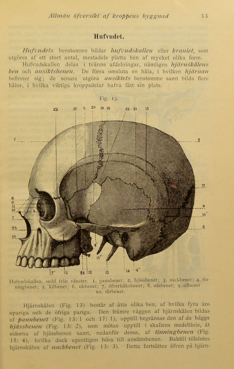Hufvudet. Hitfvudets benstomme bildar hufvudskallen eller kraniet, som utgöres af ett stort antal, mestadels platta ben af mycket olika form. Hufvudskallen delas i tvännc afdelningar, nämligen hjärnskålens ben och ansiktsbenen. De förra omsluta en håla, i hvilken hjärnan befinner sig; de senare utgöra ansiktets benstomme samt bilda flere hålor, i hvilka viktiga kroppsdelar hafva fått sin plats. ningbenet; 5, kilbenet; 6, okbenet; 7, öfverkäksbenet; 8, näsbenet; 9, silbenet 10, tårbenet. Hjärnskålen (Fig. 13) består af åtta olika ben, af hvilka fyra äro opariga och de öfriga pariga. Den främre väggen af hjärnskålen bildas af pannbenet (Fig. 13; 1 och 17; 1), upptill begränsas den af de bägge hjässbenen (Fig. 13: 2), som mötas upptill i skallens medellinie, åt sidorna af hjässbenen samt, nedanför dessa, at tinningbenen (fig. 15: 4), hvilka dock egentligen höra till ansiktsbenen. Baktill tillslutes hjärnskålen af nackbenet (Fig. 13: 3). Detta fortsattes äfven på hjärn-