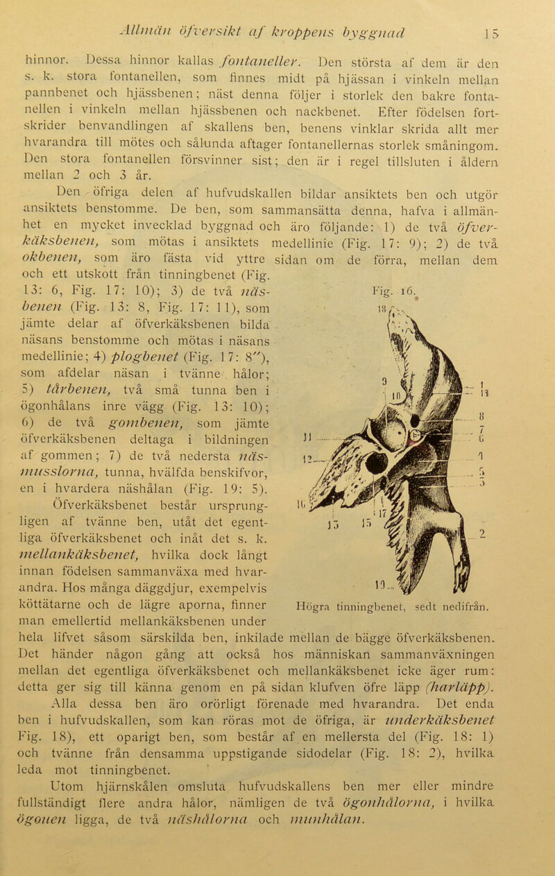 hinnor. Dessa hinnor kallas fontaneller. Den största af dem är den s. k. stora fontanellen, som finnes midt på hjässan i vinkeln mellan pannbenet oeh hjässbenen; näst denna följer i storlek den bakre fonta- nellen i vinkeln mellan hjässbenen och nackbenet. Efter födelsen fort- skrider benvandlingen af skallens ben, benens vinklar skrida allt mer hvarandra till mötes och sålunda aftager fontanellernas storlek småningom. Den stora fontanellen försvinner sist; den är i regel tillsluten i åldern mellan 2 och 3 år. Den öiriga delen af hufvudskallen bildar ansiktets ben och utgör ansiktets benstomme. De ben, som sammansätta denna, hafva i allmän- het en mycket invecklad byggnad och äro följande: 1) de två öfver- käksbenen, som mötas i ansiktets medellinie (Fig. 17: 9); 2) de två okbenen, som äro fästa vid yttre sidan om de förra, mellan dem och ett utskott från tinningbenet (Fig. 13: 6, Fig. 17: 10); 3) de två näs- benen (Fig. 13: 8, Fig. 17: 11), som jämte delar af öfverkäksbenen bilda näsans benstomme och mötas i näsans medellinie; 4) plogbenet (Fig. 1 7: 8), som afdelar näsan i tvänne hålor; 5) tårbenen, två små tunna ben i ögonhålans inre vägg (Fig. 13: 10); 6) de två gombenen, som jämte öfverkäksbenen deltaga i bildningen af gommen; 7) de två nedersta näs- musslorna, tunna, hvälfda benskifvor, en i hvardera näshålan (Fig. 19: 5). Öfverkäksbenet består ursprung- ligen af tvänne ben, utåt det egent- liga öfverkäksbenet och inåt det s. k. mellankäksbenet, hvilka dock långt innan födelsen sammanväxa med hvar- andra. Hos många däggdjur, exempelvis köttätarne och de lägre aporna, finner man emellertid mellankäksbenen under hela lifvet såsom särskilda ben, inkilade mellan de bägge öfverkäksbenen. Det händer någon gång att också hos människan sammanväxningen mellan det egentliga öfverkäksbenet och mellankäksbenet icke äger rum: detta ger sig till känna genom en på sidan klufven öfre läpp (harläpp). Alla dessa ben äro orörligt förenade med hvarandra. Det enda ben i hufvudskallen, som kan röras mot de öfriga, är underkäk sbenet Fig. 18), ett oparigt ben, som består af en mellersta del (Fig. 18: 1) och tvänne från densamma uppstigande sidodelar (Fig. 18: 2), hvilka leda mot tinningbenet. Utom hjärnskålen omsluta hufvudskallens ben mer eller mindre fullständigt fiere andra hålor, nämligen de två ögonhålorna, i hvilka ögonen ligga, de två näshålorna och munhålan. Fig. 16. - it Högra tinningbenet, sedt nedifrån.