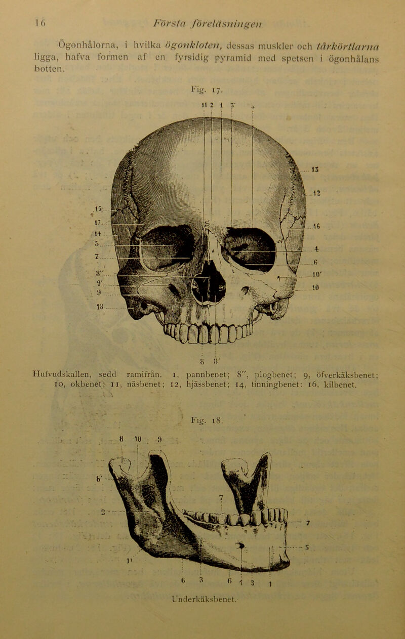 Ögonhålorna, i hvilka ögonkloten, dessas muskler och tårkörtlarna ligga, hafva formen af en fyrsidig pyramid med spetsen i ögonhålans botten. Fig. »7- 11 2 1T * a a' HufvudskalLen, sedd ramifrån. i, pannbenet; 8, plogbenet; 9, öfverkäksbenet; 10, okbenet; 11, näsbenet; 12, hjässbenet; 14, tinningbenet: 16, kilbenet. Fig. 18. » 10 B Underkäksbenet.