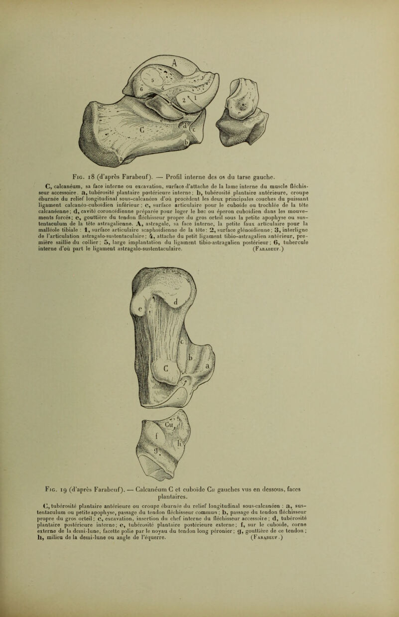 Fig. 18 (d’après Farabeuf). — Profil interne des os du tarse gauche. C, calcanéum, sa faca interne ou excavation, surface d’attache de la lame interne du muscle fléchis- seur accessoire. a, tubérosité plantaire postérieure interne; 1), tubérosité plantaire antérieure, croupe éburnée du relief longitudinal sous-calcanéen d’où procèdent les deux principales couches du puissant ligament calcanéo-cuboïdien inférieur ; c, surface articulaire pour le cuboïde ou trochlée de la tète calcanéenne ; d, cavité coronoïdienne préparée pour loger le bec ou éperon cuboïdien dans les mouve- ments forcés; e, gouttière du tendon fléchisseur propre du gros orteil sous la petite apophyse ou sus- tentaculum de la tète astragalienne. A, astragale, sa face interne, la petite faux articulaire pour la malléole tibiale : 1, surface articulaire scaphoidienno de la tète: 2, surface glénoidicnne ; 3, interligne de l’articulation astragalo-sustentacuiaire ; 4, attache du petit ligament tibio-astragalien antérieur, pre- mière saillie du collier ; 5, large implantation du ligament tibio-astragalien postérieur ; G, tubercule interne d’où part le ligament astragalo-sustentacuiaire. (Farabeuf.) Fig. 19 (d’après Farabeuf). — Calcanéum C et cuboïde C« gauches vus en dessous, faces plantaires. C, tubérosité plantaire antérieure ou croupe éburnée du relief longitudinal sous-calcanéen : a, sus- tentaculum ou petite apophyse, passage du tendon fléchisseur commun ; 1), passage du tendon fléchisseur propre du gros orteil; c, excavation, insertion du chef interne du fléchisseur accessoire ; d, tubérosité plantaire postérieure interne ; e, tubérosité plantaire postérieure externe ; f, sur le cuboïde, corne externe de la demi-lune, facette polie par le noyau du tendon long péronier; g, gouttière de ce tendon ;