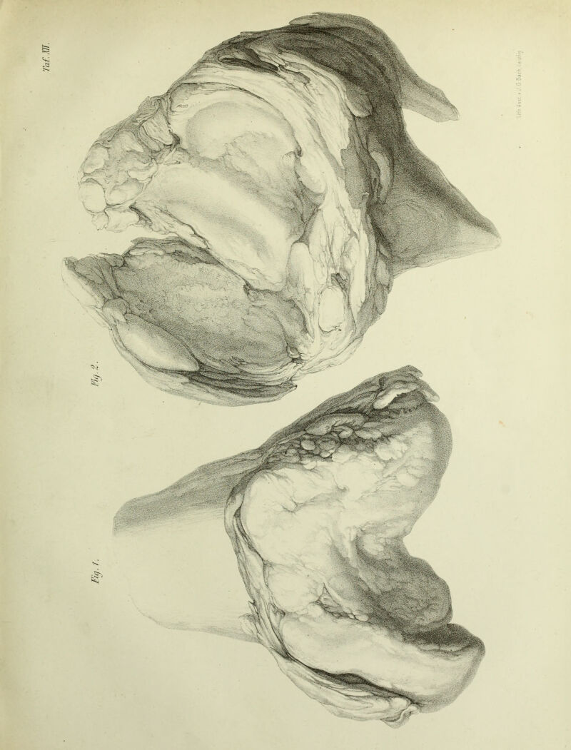 üth.Arist.v J.G Bach, Lei p/nj