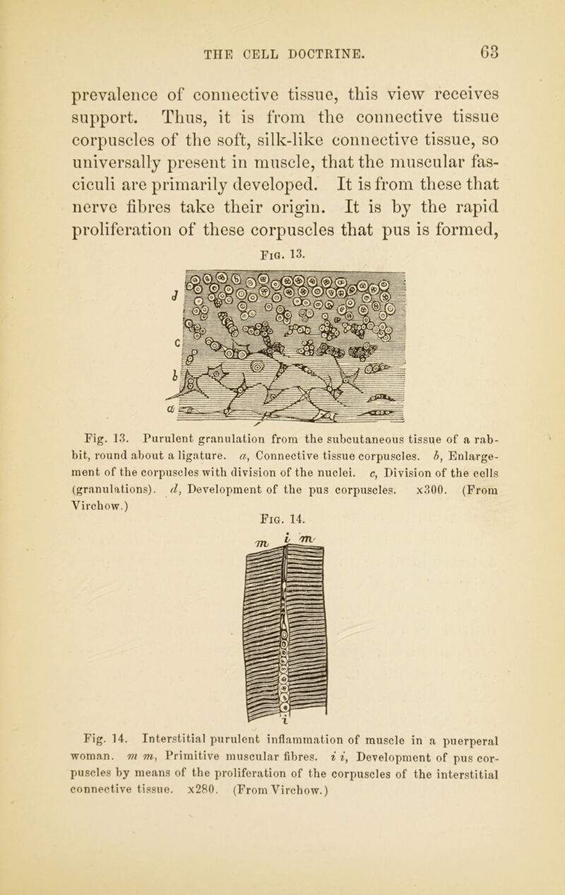 prevalence of connective tissue, this view receives support. Thus, it is from the connective tissue corpuscles of the soft, silk-like connective tissue, so universally present in muscle, that the muscular fas- ciculi are primarily developed. It is from these that nerve fibres take their origin. It is by the rapid proliferation of these corpuscles that pus is formed, Fig. 13. Fig. 13. Purulent granulation from the subcutaneous tissue of a rab- bit, round about a ligature, a, Connective tissue corpuscles, b, Enlarge- ment of the corpuscles with division of the nuclei, c, Division of the cells (granulations), d, Development of the pus corpuscles. x300. (From Virchow.) Fig. 14. Fig. 14. Interstitial purulent inflammation of muscle in a puerperal woman, m m, Primitive muscular fibres, i i, Development of pus cor- puscles by means of the proliferation of the corpuscles of the interstitial connective tissue. x280. (From Virchow.)