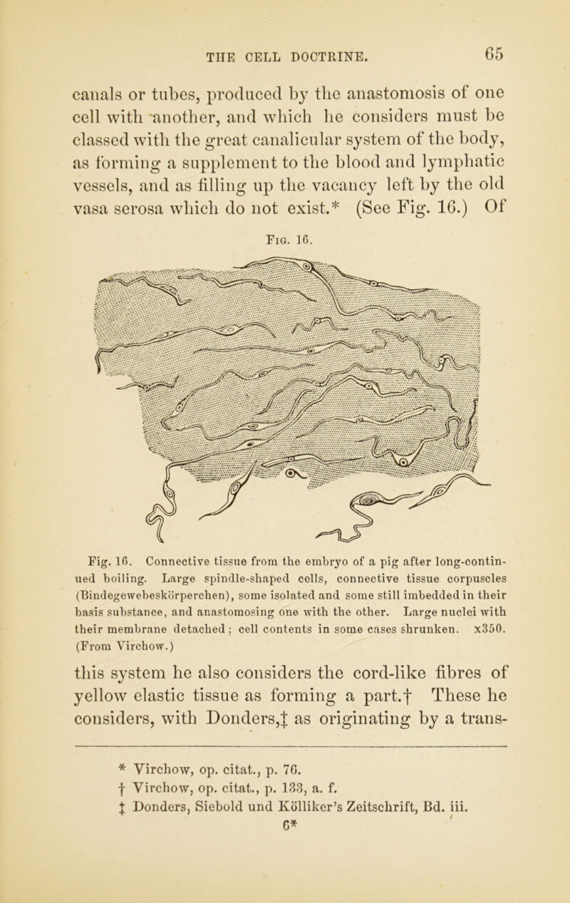 canals or tubes, produced by the anastomosis of one cell with 'another, and which he considers must be classed with the great canalicular system of the body, as forming a supplement to the blood and lymphatic vessels, and as filling up the vacancy left by the old vasa serosa which do not exist,* (See Fig. 16.) Of Fig. 16. Fig. 16. Connective tissue from the embryo of a pig after long-contin- ued boiling. Large spindle-shaped cells, connective tissue corpuscles (Bindegewebeskorperchen), some isolated and some still imbedded in their basis substance, and anastomosing one with the other. Large nuclei with their membrane detached; cell contents in some cases shrunken. x350. (From Virchow.) this system he also considers the cord-like fibres of yellow elastic tissue as forming a part.f These he considers, with Donders,J as originating by a trans- * Virchow, op. citat., p. 70. f Virchow, op. citat., p. 133, a. f. t Donders, Siebold und Kolliker’s Zeitschrift, Bd. iii.