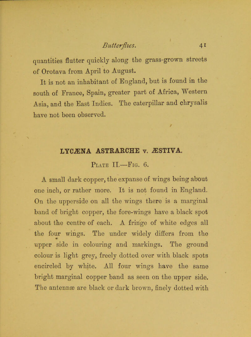 i quantities flutter quickly along the grass-grown streets of Orotava from April to August. It is not an inhabitant of England, but is found in the south of France, Spain, greater part of Africa, Western Asia, and the East Indies. The caterpillar and chrysalis have not been observed. LYCiENA ASTRARCHE v. A2STTVA. Plate II.—Fig. 6. A small dark copper, the expanse of wings being about one inch, or rather more. It is not found in England. On the upperside on all the wings there is a marginal band of bright copper, the fore-wings have a black spot about the centre of each. A fringe of white edges all the four wings. The under widely differs from the upper side in colouring and markings. The ground colour is light grey, freely dotted over with black spots encircled by white. All four wings have the same bright marginal copper band as seen on the upper side. The antennae are black or dark brown, finely dotted with
