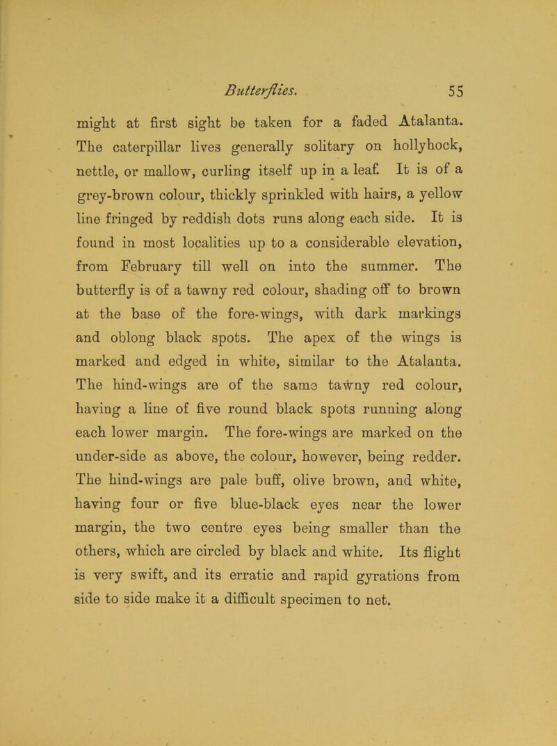 might at first sight be taken for a faded Atalanta. The caterpillar lives generally solitary on hollyhock, nettle, or mallow, curling itself up in a leaf. It is of a grey-brown colour, thickly sprinkled with hairs, a yellow line fringed by reddish dots runs along each side. It is found in most localities up to a considerable elevation, from February till well on into the summer. The butterfly is of a tawny red colour, shading off to brown at the base of the fore-wings, with dark markings and oblong black spots. The apex of the wings is marked and edged in white, similar to the Atalanta. The hind-wings are of the same tawny red colour, having a line of five round black spots running along each lower margin. The fore-wings are marked on the under-side as above, the colour, however, being redder. The hind-wings are pale buff, olive brown, and white, having four or five blue-black eyes near the lower margin, the two centre eyes being smaller than the others, which are circled by black and white. Its flight is very swift, and its erratic and rapid gyrations from side to side make it a difficult specimen to net.