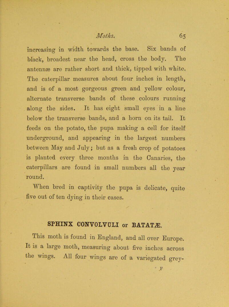 increasing in width towards the base. Six bands of black, broadest near the head, cross the body. The antennas are rather short and thick, tipped with white. The caterpillar measures about four inches in length, and is of a most gorgeous green and yellow colour, alternate transverse bands of these colours running along the sides. It has eight small eyes in a line below the transverse bands, and a horn on its tail. It feeds on the potato, the pupa making a cell for itself underground, and appearing in the largest numbers between May and July; but as a fresh crop of potatoes is planted every three months in the Canaries, the caterpillars are found in small numbers all the year round. When bred in captivity the pupa is delicate, quite five out of ten dying in their cases. SPHINX CONVOLVDLI or BATATJE. This moth is found in England, and all over Europe. It is a large moth, measuring about five inches across the wings. All four wings are of a variegated grey- • ,P