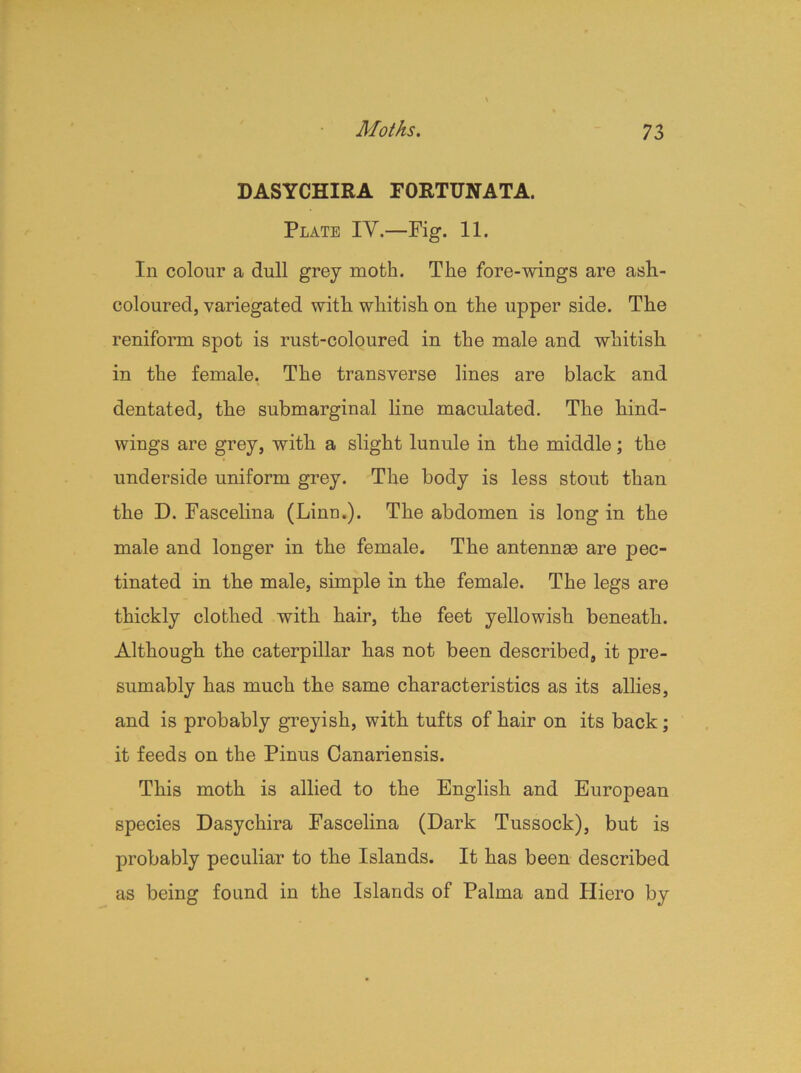 DASYCHIRA FORTUNATA. Plate IY.—Fig. 11. In colour a dull grey moth. The fore-wings are ash- coloured, variegated with whitish on the upper side. The reniform spot is rust-coloured in the male and whitish in the female. The transverse lines are black and dentated, the submarginal line maculated. The hind- wings are grey, with a slight lunule in the middle; the underside uniform grey. The body is less stout than the D. Fascelina (Linn.). The abdomen is long in the male and longer in the female. The antennas are pec- tinated in the male, simple in the female. The legs are thickly clothed with hair, the feet yellowish beneath. Although the caterpillar has not been described, it pre- sumably has much the same characteristics as its allies, and is probably greyish, with tufts of hair on its back; it feeds on the Pinus Canariensis. This moth is allied to the English and European species Dasychira Fascelina (Dark Tussock), but is probably peculiar to the Islands. It has been described as being found in the Islands of Palma and Hiero by