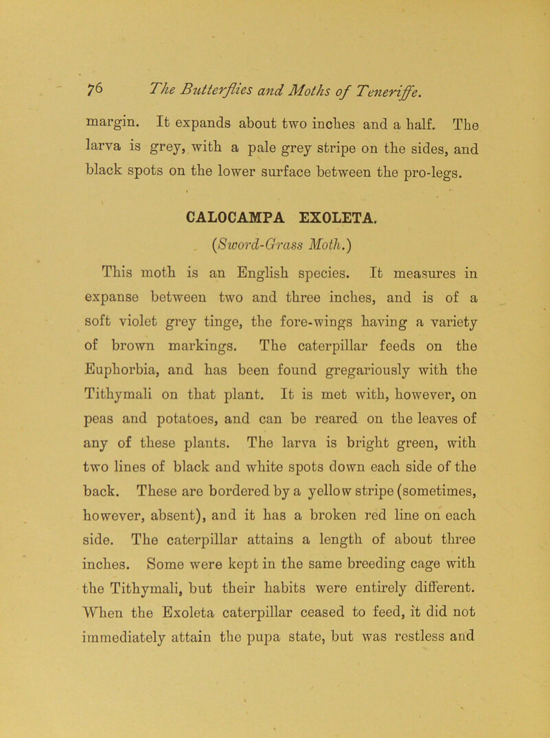 margin. It expands about two inches and a half. The larva is grey, with a pale grey stripe on the sides, and black spots on the lower surface between the pro-legs. CALOCAMPA EXOLETA. (,Sword-Grass Moth.) This moth is an English species. It measures in expanse between two and three inches, and is of a soft violet grey tinge, the fore-wings having a variety of brown markings. The caterpillar feeds on the Euphorbia, and has been found gregariously with the Tithymali on that plant. It is met with, however, on peas and potatoes, and can be reared on the leaves of any of these plants. The larva is bright green, with two lines of black and white spots down each side of the back. These are bordered by a yellow stripe (sometimes, however, absent), and it has a broken red line on each side. The caterpillar attains a length of about three inches. Some were kept in the same breeding cage with the Tithymali, but their habits were entirely different. When the Exoleta caterpillar ceased to feed, it did not immediately attain the pupa state, but was restless and