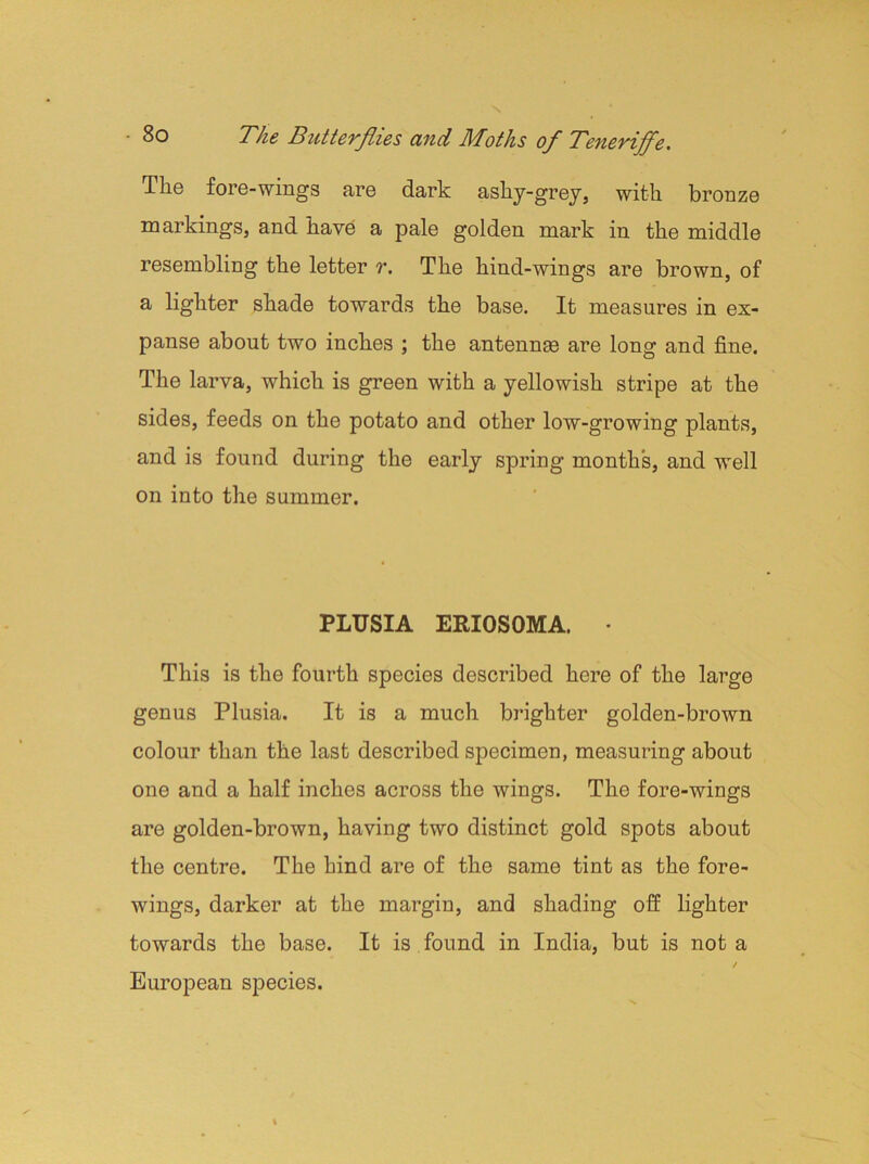 \ - 80 The Butterflies and Moths of Tenerijfe. The fore-wings are dark ashy-grey, with bronze markings, and have a pale golden mark in the middle resembling the letter r. The hind-wings are brown, of a lighter shade towards the base. It measures in ex- panse about two inches ; the antennas are long and fine. The larva, which is green with a yellowish stripe at the sides, feeds on the potato and other low-growing plants, and is found during the early spring months, and well on into the summer. PLUSIA ERIOSOMA. This is the fourth species described here of the large genus Plusia. It is a much brighter golden-brown colour than the last described specimen, measuring about one and a half inches across the wings. The fore-wings are golden-brown, having two distinct gold spots about the centre. The hind are of the same tint as the fore- wings, darker at the margin, and shading off lighter towards the base. It is found in India, but is not a / European species. t