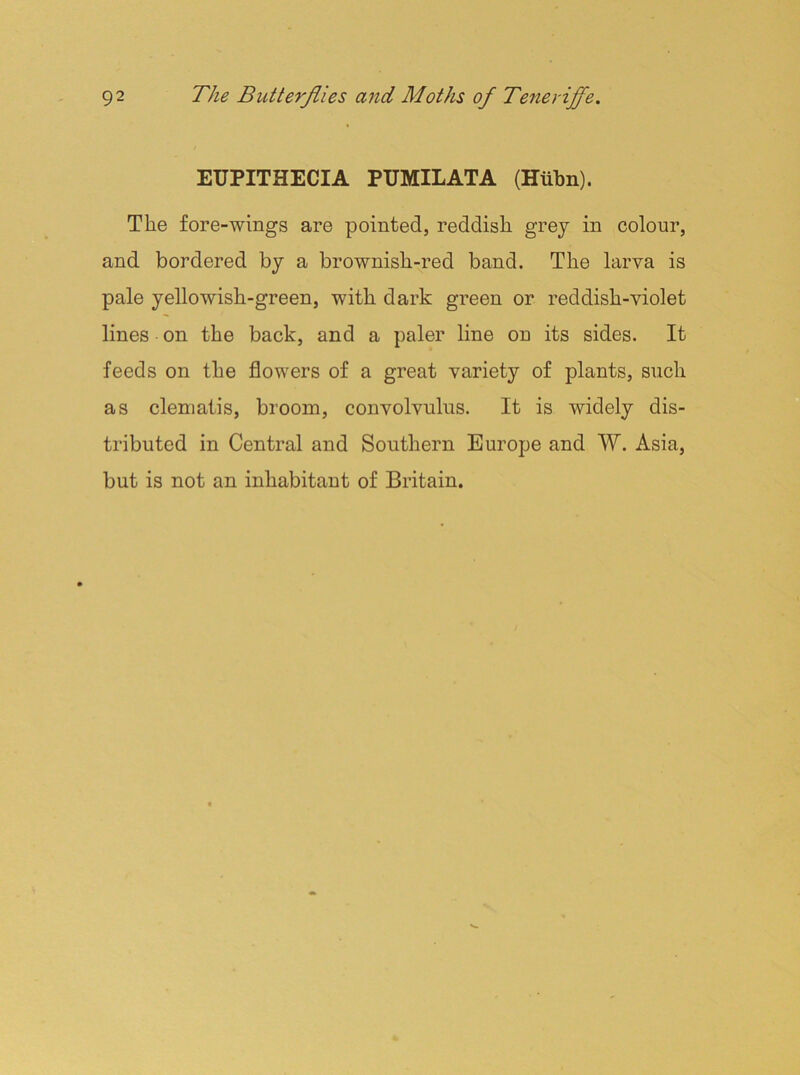 EUPITHECIA PUMILATA (Hiibn). The fore-wings are pointed, reddish grey in colour, and bordered by a brownish-red band. The larva is pale yellowish-green, with dark green or reddish-violet lines on the back, and a paler line on its sides. It feeds on the flowers of a great variety of plants, such as clematis, broom, convolvulus. It is widely dis- tributed in Central and Southern Europe and W. Asia, but is not an inhabitant of Britain.