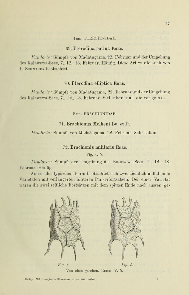 Fam. PTERODINIDAE. G9. Pterodina patina Ehrb. Fundorte: Sümpfe von Madatugama, 22. Februar und der Umgebung des Kalawewa-Sees, 7., 12., 18. Februar. Häufig. Diese Art wurde auch von L. Schmarda beobachtet. 70. Pterodina elliptica Ehrb. Fundorte: Sümpfe von Madatugama, 22. Februar und der Umgebung des Kalawewa-Sees, 7., 12., 18. Februar. Viel seltener als die vorige Art. Fam. BRACHIONIDAE. 71. Brachionus Melheni Br. et D. Fundorte: Sümpfe von Madatugama, 22. Februar. Sehr selten. 72. Brachionis militaris Ehrb. Fig. 4. 5. Fundorte: Sümpfe der Umgebung des Kalawewa-Sees, 7., 12., 18. Februar. Häufig. Ausser der typischen Form beobachtete ich zwei ziemlich auffallende Varietäten mit verlängerten hinteren Panzerfortsätzen. Bei einer Varietät waren die zwei seitliche Fortsätzen mit dem spitzen Ende nach aussen ge- Fig. 4. Von oben gesehen. Reich. V. Fig. 5. Daday: Mikroskopische Süsswasaerthiero ans Ceylon.