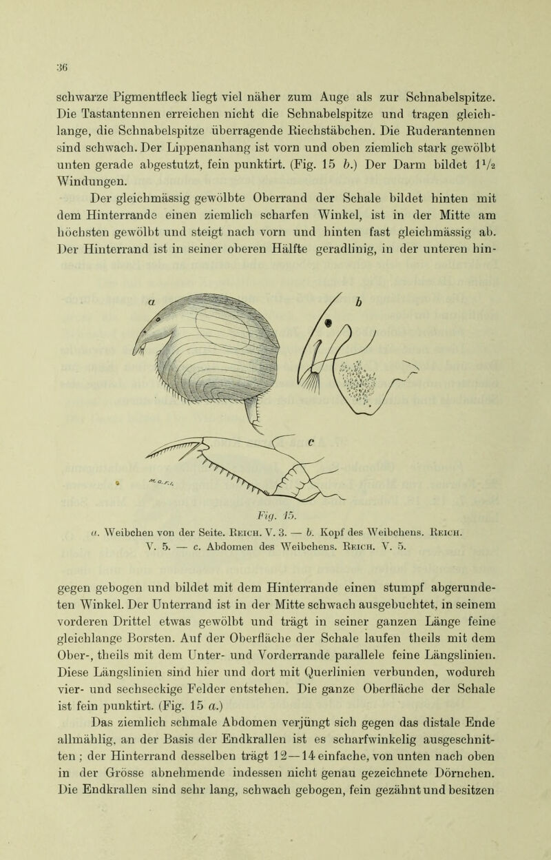 schwarze Pigmentfleck liegt viel näher zum Auge als zur Schnabelspitze. Die Tastantennen erreichen nicht die Schnabelspitze und tragen gleich- lange, die Schnabelspitze überragende Riechstäbchen. Die Ruderantennen sind schwach. Der Lippenanhang ist vorn und oben ziemlich stark gewölbt unten gerade abgestutzt, fein punktirt. (Fig. 15 b.) Der Darm bildet D/2 Windungen. Der gleichmässig gewölbte Oberrand der Schale bildet hinten mit dem Hinterrande einen ziemlich scharfen Winkel, ist in der Mitte am höchsten gewölbt und steigt nach vorn und hinten fast gleichmässig ab. Der Hinterrand ist in seiner oberen Hälfte geradlinig, in der unteren hin- gegen gebogen und bildet mit dem Hinterrande einen stumpf abgerunde- ten Winkel. Der Unterrand ist in der Mitte schwach ausgebuchtet, in seinem vorderen Drittel etwas gewölbt und trägt in seiner ganzen Länge feine gleichlange Borsten. Auf der Oberfläche der Schale laufen tlieils mit dem Ober-, tlieils mit dem Unter- und Vorderrande parallele feine Längslinien. Diese Längslinien sind hier und dort mit Querlinien verbunden, wodurch vier- und sechseckige Felder entstehen. Die ganze Oberfläche der Schale ist fein punktirt. (Fig. 15 a.) Das ziemlich schmale Abdomen verjüngt sich gegen das distale Ende allmählig, an der Basis der Endkrallen ist es scharfwinkelig ausgeschnit- ten ; der Hinterrand desselben trägt 12—14 einfache, von unten nach oben in der Grösse abnehmende indessen nicht genau gezeichnete Dörnchen. Die Endkrallen sind sehr lang, schwach gebogen, fein gezähnt und besitzen Fig. 15. u. Weibchen von der Seite. Reich. V. 3. — b. Kopf des Weibchens. Reich. V. 5. — c. Abdomen des Weibchens. Reich. V. 5.