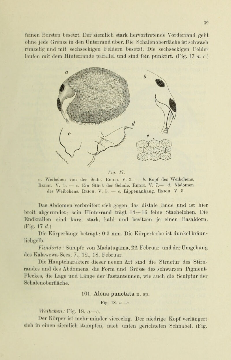 feinen Borsten besetzt. Der ziemlich stark hervortretende Vorderrand geht ohne jede Grenze in den Unterrand über. Die Schalenoberfläche ist schwach runzelig und mit sechseckigen Ueldern besetzt. Die sechseckigen Felder laufen mit dem Hinterrande parallel und sind fein punktirt. (Fig. 17 a. c.) <1. Weibchen von der Seite. Reich. V. 3. — b. Kopf des Weibchens. Reich. V. 5. — c. Ein Stück der Schale. Reich. V. 7.— tl. Abdomen des Weibchens. Reich. V. 5. — e. Lippenanhang. Reich. Y. 5. Das Abdomen verbreitert sich gegen das distale Ende und ist hier breit abgerundet; sein Hinterrand trägt 14—16 feine Stachelchen. Die Endkrallen sind kurz, stark, kahl und besitzen je einen Basaldorn. (Fig. 17 d.) Die Körperlänge beträgt: 0-3 mm. Die Körperfarbe ist dunkel bräun- lichgelb. Fundorte : Sümpfe von Madatugama, 22. Februar und der Umgebung des Kalawewa-Sees, 7., 12., 18. Februar. Die Hauptcharaktere dieser neuen Art sind die Structur des Stirn- randes und des Abdomens, die Form und Grösse des schwarzen Pigment- Fleckes, die Lage und Länge der Tastantennen, wie auch die Sculptur der Schalenoberlläche. 101. Alona punctata n. sp. Fig. 18. (/—e. Weibchen: Fig. 18. a—c. Der Körper ist mehr-minder viereckig. Der niedrige Kopf verlängert sich in einen ziemlich stumpfen, nach unten gerichteten Schnabel. (Fig.