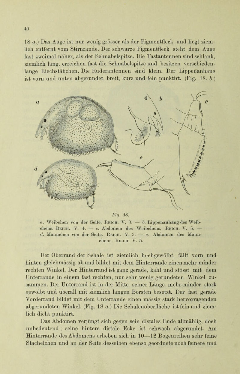 18 a.) Das Auge ist nur wenig grösser als der Pigmentfleck und liegt ziem- lich entfernt vom Stirnrande. Der schwarze Pigmentfleck steht dem Auge fast zweimal näher, als der Schnabelspitze. Die Tastantennen sind schlank, ziemlich lang, erreichen fast die Schnabelspitze und besitzen verschieden- lange Riechstäbchen. Die Ruderantennen sind klein. Der Lippenanhang ist vorn und unten abgerundet, breit, kurz und fein punktirt. (Pig. 18. b.) Fig. 18. a. Weibchen von der Seite. Reich. V. 3. — b. Lippenanhang des Weib- chens. Reich. V. 4. — c. Abdomen des Weibchens. Reich. V. 5. - <1. Männchen von der Seite. Reich. V. 3. — e. Abdomen des Männ- chens. Reich. Y. 5. Der Oberrand der Schale ist ziemlich hochgewölbt, fällt vorn und hinten gleichmässig ab und bildet mit dem Hinterrande einen mehr-minder rechten Winkel. Der Hinterrand ist ganz gerade, kahl und stösst mit dem Unterrande in einem fast rechten, nur sehr wenig gerundeten Winkel zu- sammen. Der Unterrand ist in der Mitte seiner Länge mehr-minder stark gewölbt und überall mit ziemlich langen Borsten besetzt. Der fast gerade Vorderrand bildet mit dem Unterrande einen mässig stark hervorragenden abgerundeten Winkel. (Fig. 18 a.) Die Schalenoberfläche ist fein und ziem- lich dicht punktirt. Das Abdomen verjüngt sich gegen sein distales Ende allmählig, doch unbedeutend; seine hintere distale Ecke ist schwach abgerundet. Am Hinterrande des Abdomens erheben sich in 10—12 Bogenreihen sehr feine Stachelchen und an der Seite desselben ebenso geordnete noch feinere und