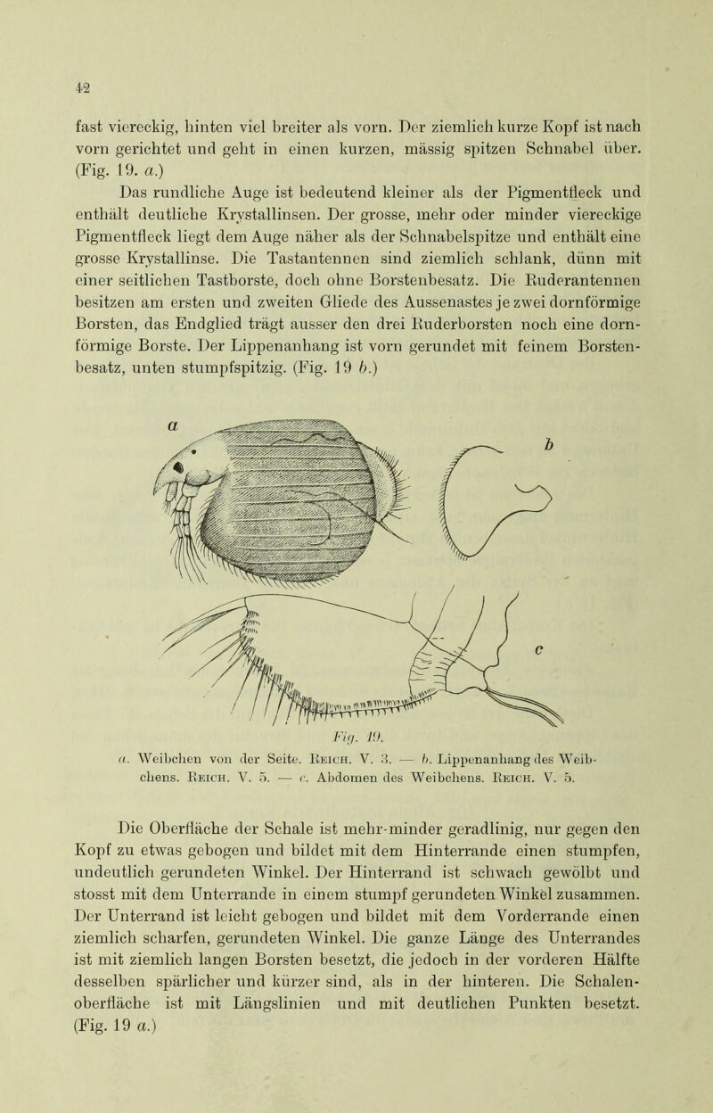 fast viereckig, hinten viel breiter als vorn. Der ziemlich kurze Kopf ist nach vorn gerichtet und geht in einen kurzen, massig spitzen Schnabel über. (Fig. 19. a.) Das rundliche Auge ist bedeutend kleiner als der Pigmenttleck und enthält deutliche Krvstallinsen. Der grosse, mehr oder minder viereckige Pigmenttleck liegt dem Auge näher als der Schnabelspitze und enthält eine grosse Krystallinse. Die Tastantennen sind ziemlich schlank, dünn mit einer seitlichen Tastborste, doch ohne Borstenbesatz. Die Ruderantennen besitzen am ersten und zweiten Gliede des Aussenastes je zwei dorntormige Borsten, das Endglied trägt ausser den drei Ruderborsten noch eine dorn- förmige Borste. Der Lippenanhang ist vorn gerundet mit feinem Borsten- besatz, unten stumpfspitzig. (Fig. 19 b.) a. Weibchen von der Seite. Reich. V. 3. — b. Lippenanhang des Weib- chens. Reich. V. 5. — r. Abdomen des Weibchens. Reich. V. 5. Die Oberfläche der Schale ist mehr-minder geradlinig, nur gegen den Kopf zu etwas gebogen und bildet mit dem Hinterrande einen stumpfen, undeutlich gerundeten Winkel. Der Hinterrand ist schwach gewölbt und stosst mit dem Unterrande in einem stumpf gerundeten Winkel zusammen. Der Unterrand ist leicht gebogen und bildet mit dem Vorderrande einen ziemlich scharfen, gerundeten Winkel. Die ganze Länge des Unterrandes ist mit ziemlich langen Borsten besetzt, die jedoch in der vorderen Hälfte desselben spärlicher und kürzer sind, als in der hinteren. Die Schalen- oberfläche ist mit Längslinien und mit deutlichen Punkten besetzt. (Fig. 19 a.)