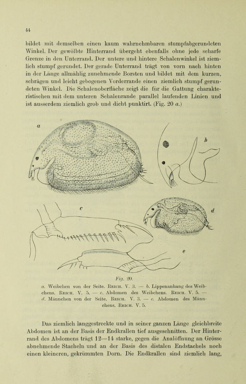 bildet mit demselben einen kaum wahrnehmbaren stumpfabgerundeten Winkel. Der gewölbte Hinterrand übergeht ebenfalls ohne jede scharfe Grenze in den Unterrand. Der untere und hintere Schalenwinkel ist ziem- lich stumpf gerundet. Der gerade Unterrand trägt von vorn nach hinten in der Länge allmählig zunehmende Borsten und bildet mit dem kurzen, schrägen und leicht gebogenen Vorderrande einen ziemlich stumpf gerun- deten Winkel. Die Schalenoberfläche zeigt die für die Gattung charakte- ristischen mit dem unteren Schalenrande parallel laufenden Linien und ist ausserdem ziemlich grob und dicht punktirt. (Fig. 20 a.) Fig, M. a. Weibchen von der Seite. Reich. Y. 3. — b. Lippenanhang des Weib- chens. Reich. Y. 5. — c. Abdomen des Weibchens. Reich. V. 5. — (I. Männchen von der Seite. Reich. V. 3. —- e. Abdomen des Männ- chens. Reich. V. 5. Das ziemlich langgestreckte und in seiner ganzen Länge gleichbreite Abdomen ist an der Basis der Endkrallen tief ausgeschnitten. Der Hinter- rand des Abdomens trägt 12—14 starke, gegen die Analöffnung an Grösse abnehmende Stacheln und an der Basis des distalen Endstachels noch einen kleineren, gekrümmten Dorn. Die Endkrallen sind ziemlich lang,