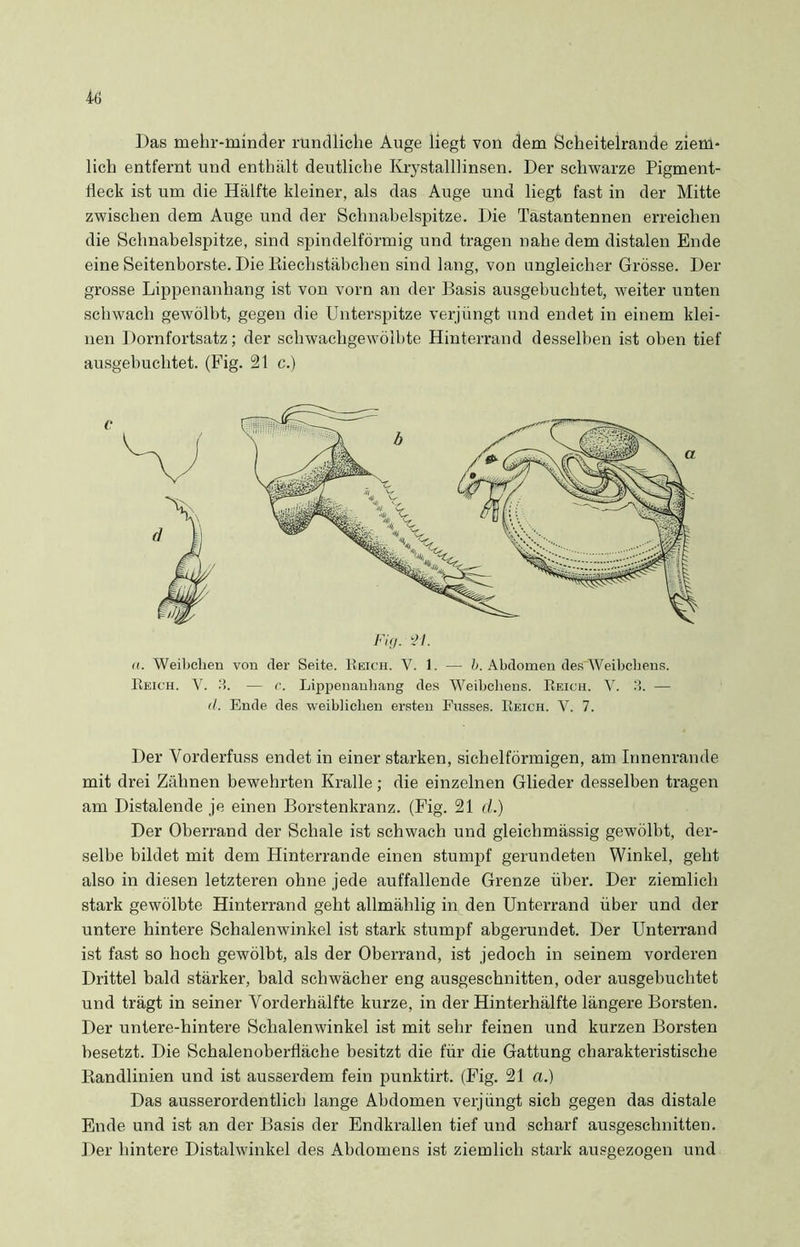 Das mehr-minder rundliche Auge liegt von dem Scheitelrande ziem- lich entfernt und enthält deutliche Krystalllinsen. Der schwarze Pigment- Heck ist um die Hälfte kleiner, als das Auge und liegt fast in der Mitte zwischen dem Auge und der Schnabelspitze. Die Tästantennen erreichen die Schnabelspitze, sind spindelförmig und tragen nahe dem distalen Ende eine Seitenborste. Die Biechstäbchen sind lang, von ungleicher Grösse. Der grosse Lippenanhang ist von vorn an der Basis ausgebuchtet, weiter unten schwach gewölbt, gegen die Unterspitze verjüngt und endet in einem klei- nen Dornfortsatz; der schwachgewölbte Hinterrand desselben ist oben tief ausgebuchtet. (Fig. 21 c.) Fig. t l. ii. Weibchen von der Seite. Reich. V. 1. — b. Abdomen des Weibchens. Reich. V. 3. — r. Lippenanhang des Weibchens. Reich. V. 3. — d. Ende des weiblichen ersten Fusses. Reich. V. 7. Der Vorderfuss endet in einer starken, sichelförmigen, am Innenrande mit drei Zähnen bewehrten Kralle; die einzelnen Glieder desselben tragen am Distalende je einen Borstenkranz. (Fig. 21 d.) Der Oberrand der Schale ist schwach und gleichmässig gewölbt, der- selbe bildet mit dem Hinterrande einen stumpf gerundeten Winkel, geht also in diesen letzteren ohne jede auffallende Grenze über. Der ziemlich stark gewölbte Hinterrand geht allmählig in den Unterrand über und der untere hintere Schalenwinkel ist stark stumpf abgerundet. Der Unterrand ist fast so hoch gewölbt, als der Oberrand, ist jedoch in seinem vorderen Drittel bald stärker, bald schwächer eng ausgeschnitten, oder ausgebuchtet und trägt in seiner Vorderhälfte kurze, in der Hinterhälfte längere Borsten. Der untere-hintere Schalenwinkel ist mit sehr feinen und kurzen Borsten besetzt. Die Schalenoberfläche besitzt die für die Gattung charakteristische Handlinien und ist ausserdem fein punktirt. (Fig. 21 a.) Das ausserordentlich lange Abdomen verjüngt sich gegen das distale Ende und ist an der Basis der Endkrallen tief und scharf ausgeschnitten. Der hintere Distalwinkel des Abdomens ist ziemlich stark ausgezogen und