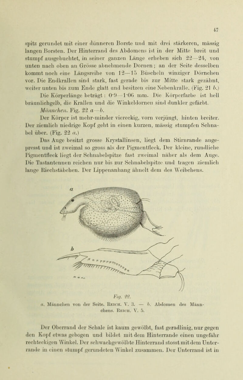 spitz gerundet mit einer dünneren Borste lind mit drei stärkeren, massig langen Borsten. Der Hinterrand des Abdomens ist in der Mitte breit und stumpf ausgebuchtet, in seiner ganzen Länge erbeben sich 22—24, von unten nach oben an Grösse abnehmende Dornen; an der Seite desselben kommt noch eine Längsreihe von 12—15 Büscheln winziger Dörnchen vor. Die Endkrallen sind stark, fast gerade bis zur Mitte stark gezähnt, weiter unten bis zum Ende glatt und besitzen eine Nebenkralle. (Fig. 21 b.) Die Körperlänge beträgt: Oü)—1‘OG mm. Die Körperfarbe ist hell bräunlichgelb, die Krallen und die 'Winkeldornen sind dunkler gefärbt. Männchen. Fig. 22 a—b. Der Körper ist mehr-minder viereckig, vorn verjüngt, hinten breiter. Der ziemlich niedrige Kopf geht in einen kurzen, miissig stumpfen Schna- bel über. (Fig. 22 a.) Das Auge besitzt grosse Ivrystallinsen, liegt dem Stirnrande ange- presst und ist zweimal so gross als der Pigmentfieck. Der kleine, rundliche Pigmentfleck liegt der Schnabelspitze fast zweimal näher als dem Auge. Die Tastantennen reichen nur bis zur Schnabelspitze und tragen ziemlich lange liiechstähclien. Der Lippenanhang ähnelt dem des Weibchens. Fig. 22. (i. Männchen von (1er Seite. Reich. Y. 3. — l>. Abdomen des Männ- chens. Reich. V. 5. Der Oberrand der Schale ist kaum gewölbt, fast geradlinig, nur gegen den Kopf etwas gebogen und bildet mit dem Hinterrande einen ungefähr rechteckigen Winkel. Der schwachgewölbte Hinterrand stosst mit dem Unter- rande in einen stumpf gerundeten Winkel zusammen. Der Unterrand ist in