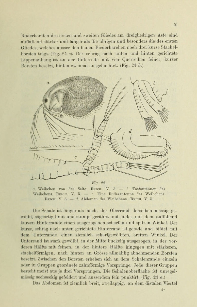 Ruderborsten des ersten und zweiten Gliedes am dreigliedrigen Aste sind auffallend stärker und länger als die übrigen und besonders die des ersten Gliedes, welches ausser den feinen Fiederhärchen noch drei kurze Stachel- horsten trägt. (Fig. 24 c). Der schräg nach unten und hinten gerichtete Lippenanhang ist an der Unterseite mit vier Querreihen feiner, kurzer Borsten besetzt, hinten zweimal ausgebuchtet. (Fig. 24 b.) fi. Weibchen von der Seite. Reich. V. 3. — b. Tastantennen des Weibchens. Reich. V. 5. — c. Eine Ruderantenne des Weibchens. Reich. V. 5. — </. Abdomen des Weibchens. Reich. V. 5. Die Schale ist länger als hoch, der Oberrand derselben massig ge- wölbt, sägeartig breit und stumpf gezähnt und bildet mit dem auffallend kurzen Hinterrande einen ausgezogenen scharfen und spitzen Winkel. Der kurze, schräg nach unten gerichtete Hinterrand ist gerade und bildet mit dem Unterrande einen ziemlich scharfgewölbten, breiten Winkel. Der Unterrand ist stark gewölbt, in der Mitte buckelig ausgezogen, in der vor- deren Hälfte mit feinen, in der hintere Hälfte hingegen mit stärkeren, stachelförmigen, nach hinten an Grösse allmählig abnehmenden Borsten besetzt. Zwischen den Borsten erheben sich an dem Schalenrande einzeln oder in Gruppen geordnete zahufönnige Vorsprünge. Jede dieser Gruppen besteht meist aus je drei Vorsprüngen. Die Schalenoberfläche ist unregel- uiiissig sechseckig gefeldert und ausserdem fein punktirt. (Fig. 24 a.) Das Abdomen ist ziemlich breit, zweilappig, an dem distalen Viertel
